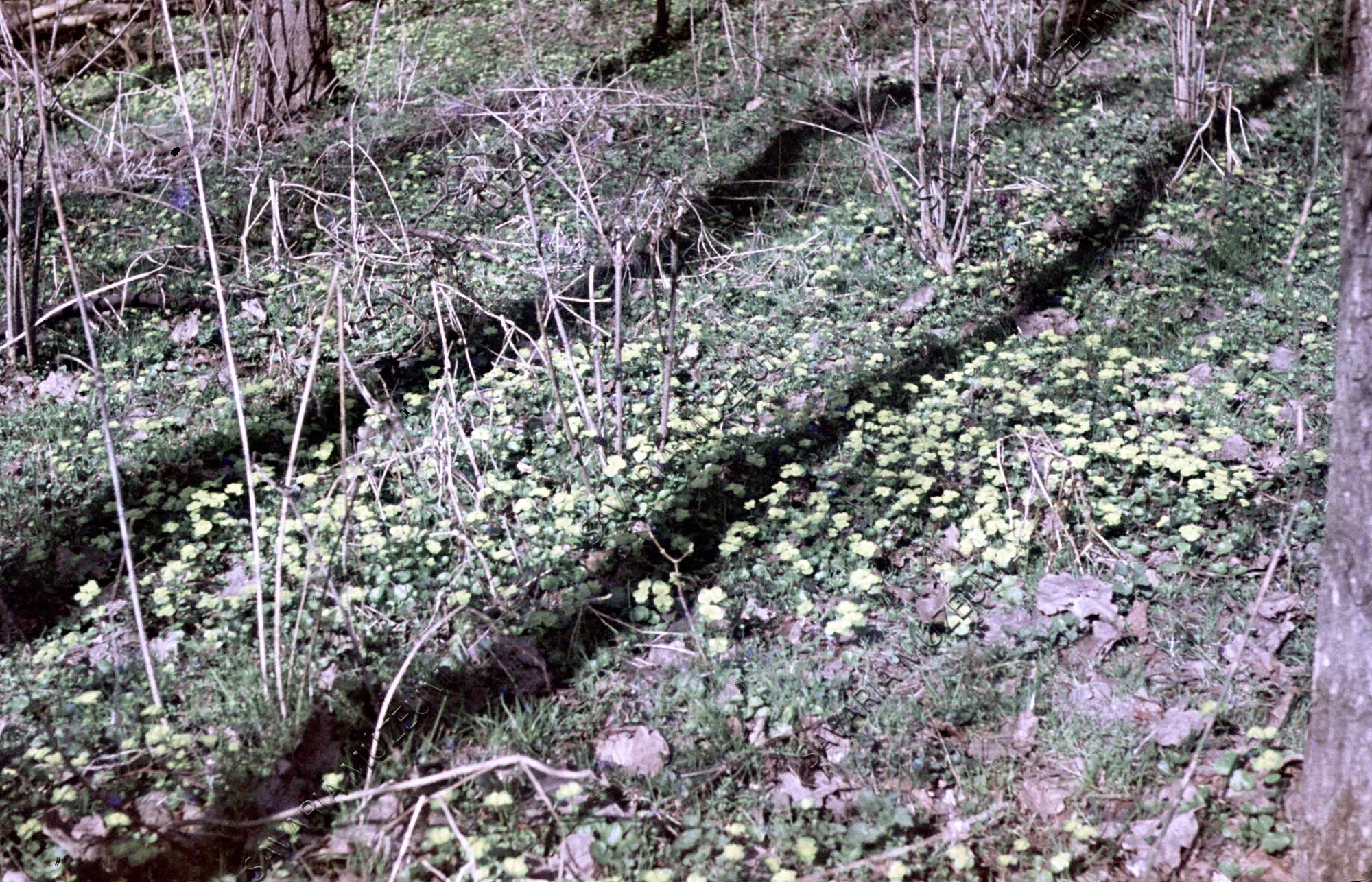 Chrysosplenium alternifolium (Savaria Megyei Hatókörű Városi Múzeum, Szombathely CC BY-NC-SA)