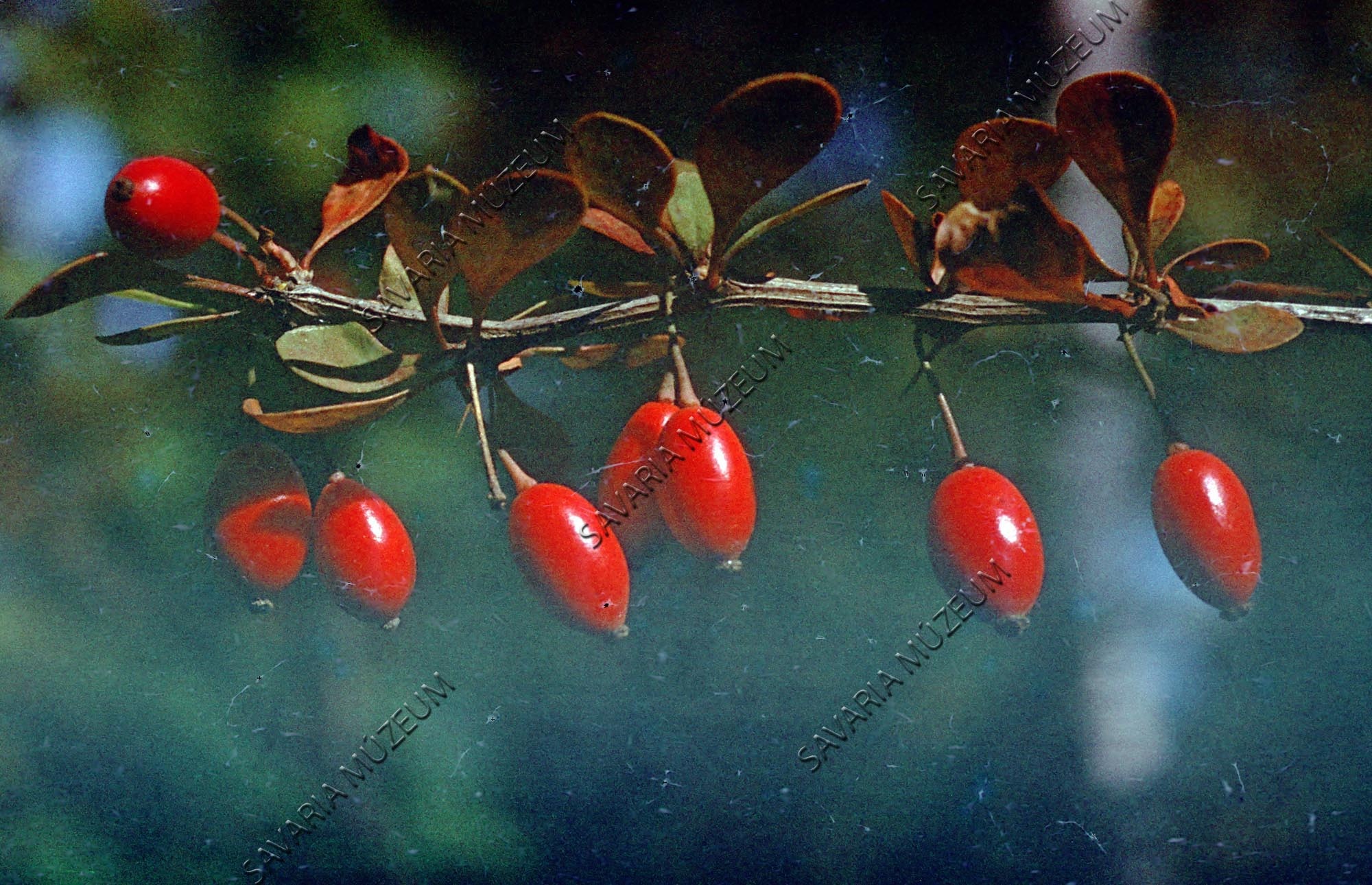… termések (Savaria Megyei Hatókörű Városi Múzeum, Szombathely CC BY-NC-SA)