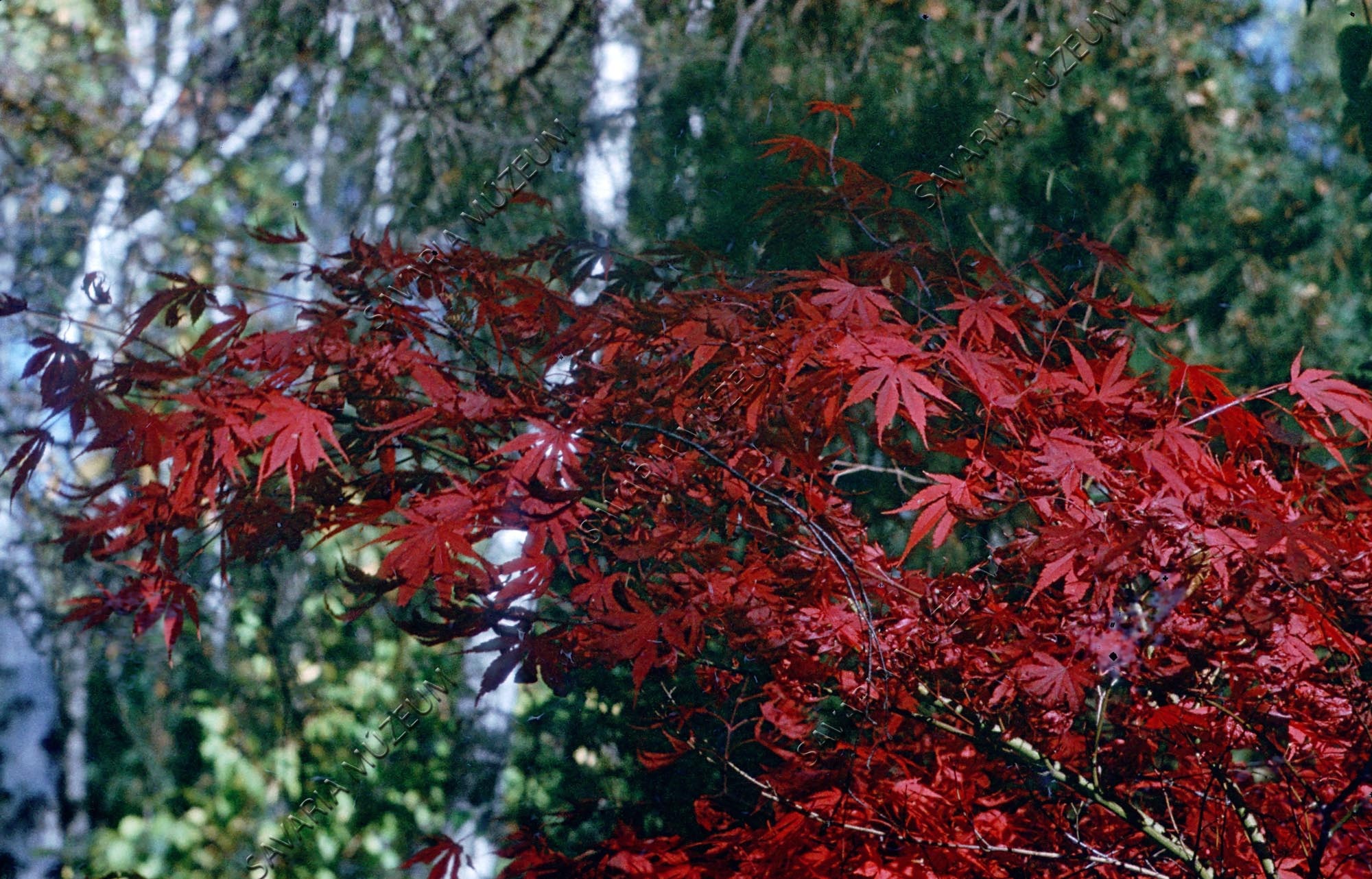 Acer palmatum (Savaria Megyei Hatókörű Városi Múzeum, Szombathely CC BY-NC-SA)