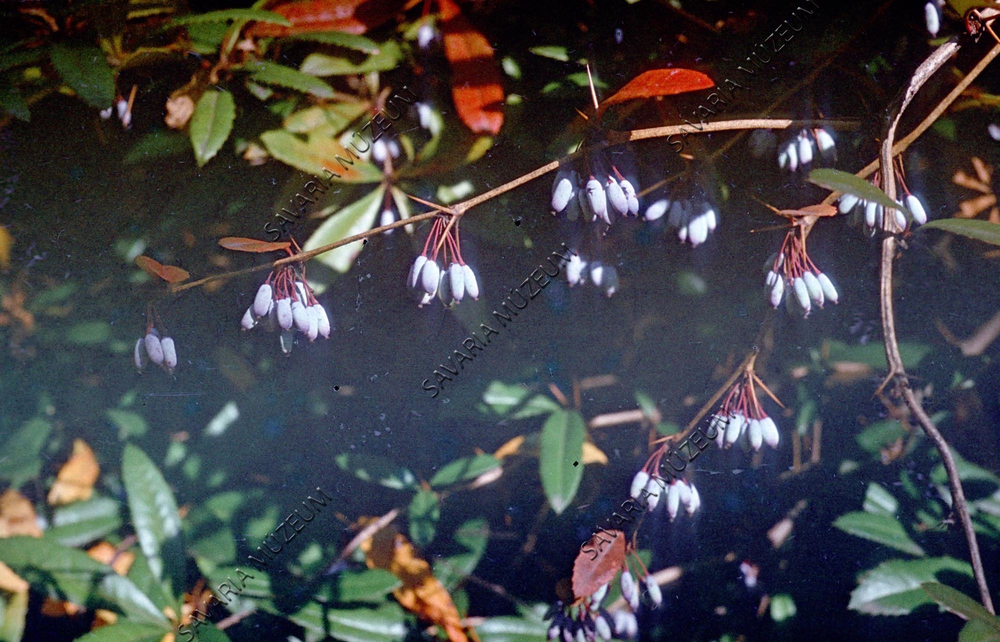 Berberis julianae termése (Savaria Megyei Hatókörű Városi Múzeum, Szombathely CC BY-NC-SA)