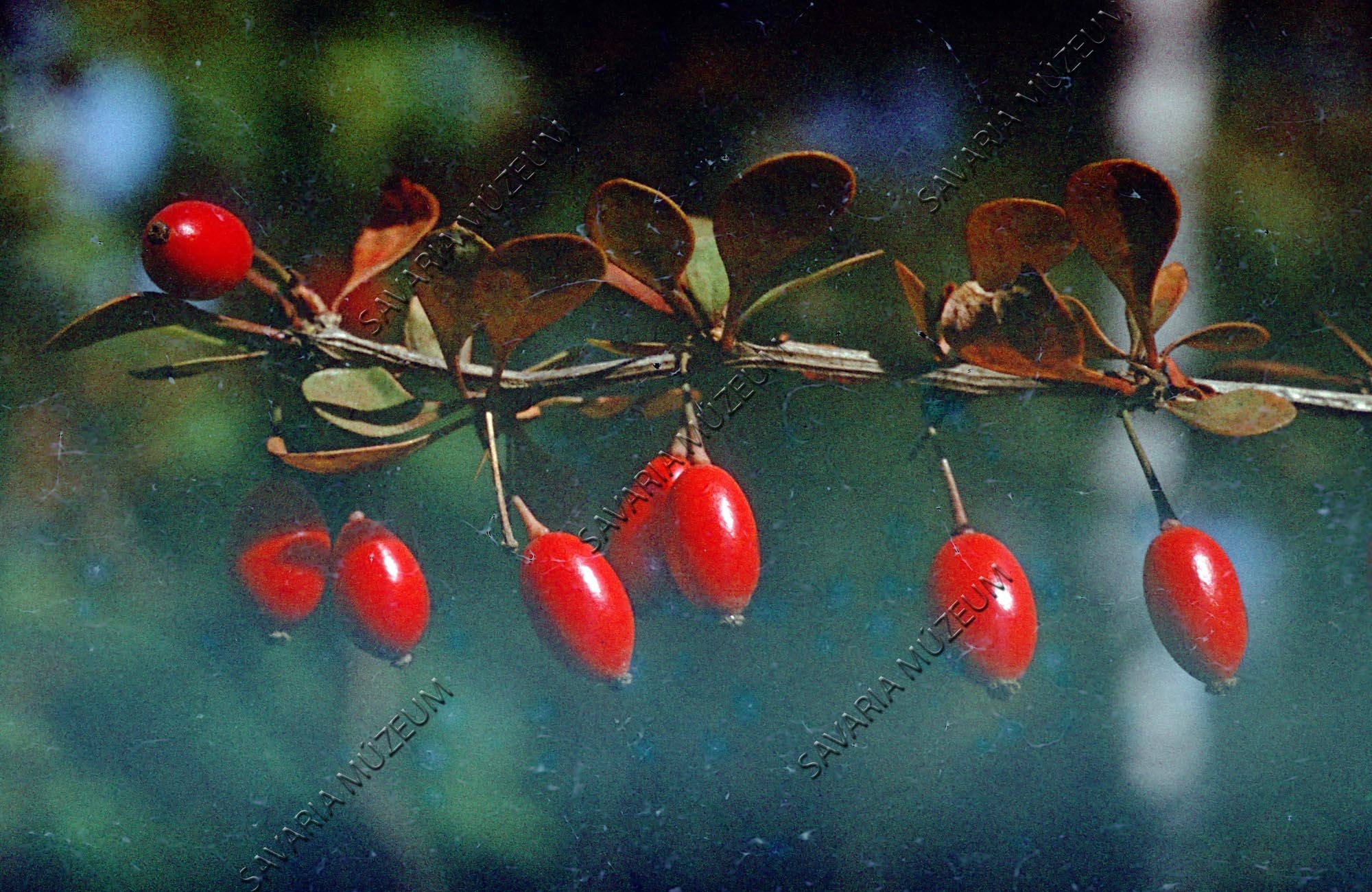 … termések (Savaria Megyei Hatókörű Városi Múzeum, Szombathely CC BY-NC-SA)