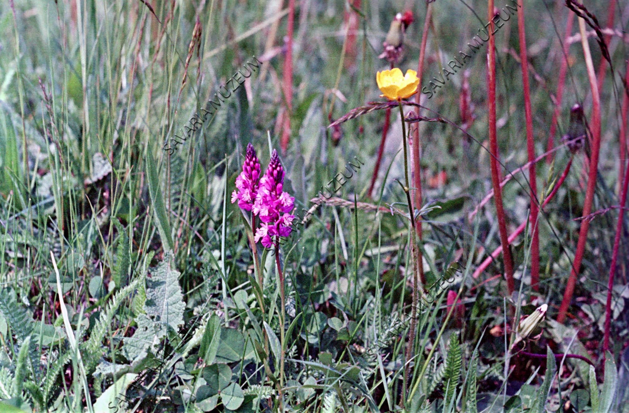 Orchis purpurea (Savaria Megyei Hatókörű Városi Múzeum, Szombathely CC BY-NC-SA)