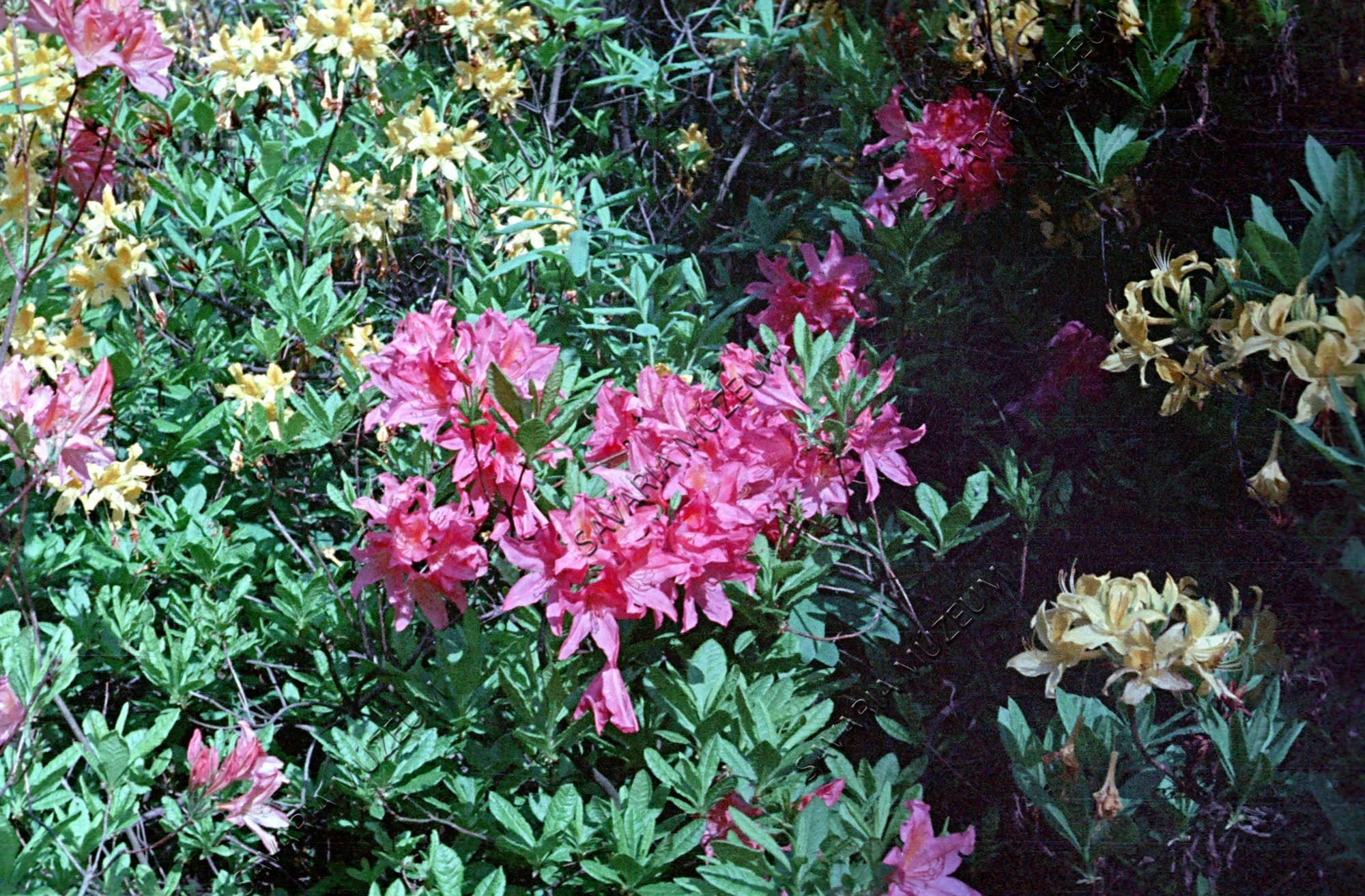 Rhododendron (Savaria Megyei Hatókörű Városi Múzeum, Szombathely CC BY-NC-SA)