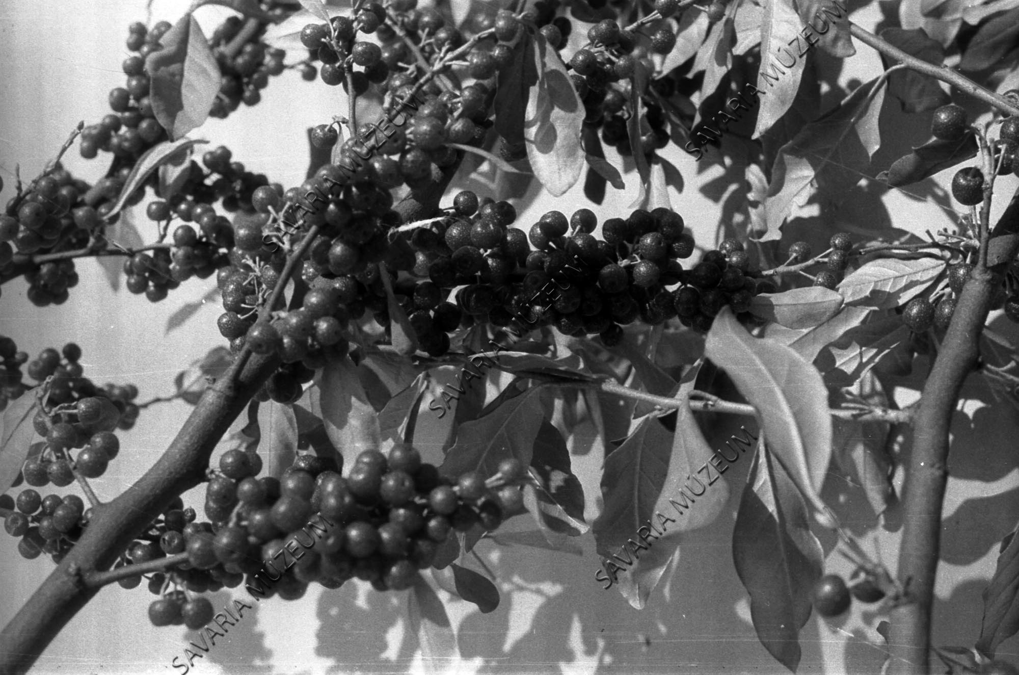 Elaeagnus sok piros terméssel (Savaria Megyei Hatókörű Városi Múzeum, Szombathely CC BY-NC-SA)