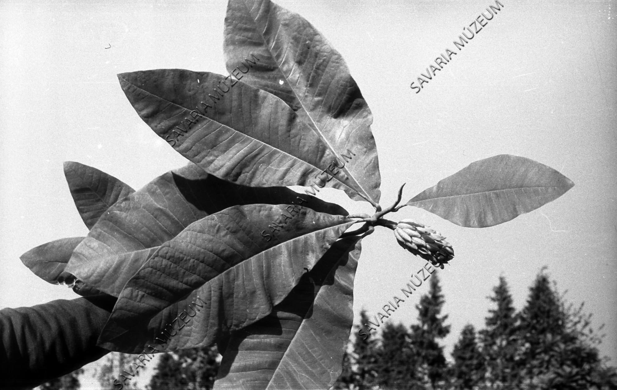Magnolia (Savaria Megyei Hatókörű Városi Múzeum, Szombathely CC BY-NC-SA)