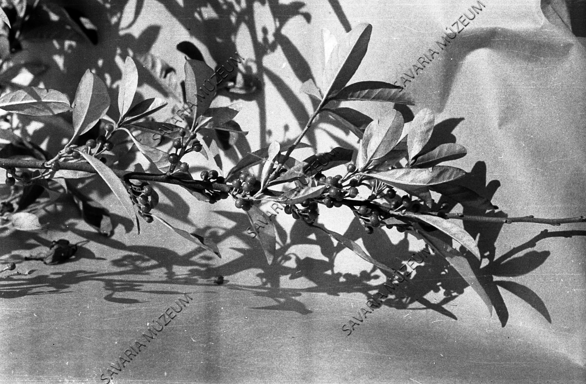 Elaeagnus kevés terméssel (Savaria Megyei Hatókörű Városi Múzeum, Szombathely CC BY-NC-SA)