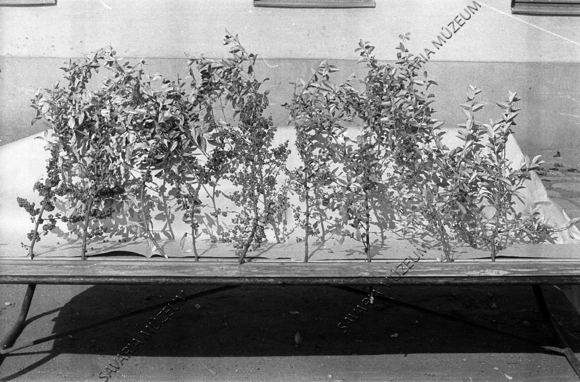 Elaeagnus termésváltozatok (Savaria Megyei Hatókörű Városi Múzeum, Szombathely CC BY-NC-SA)