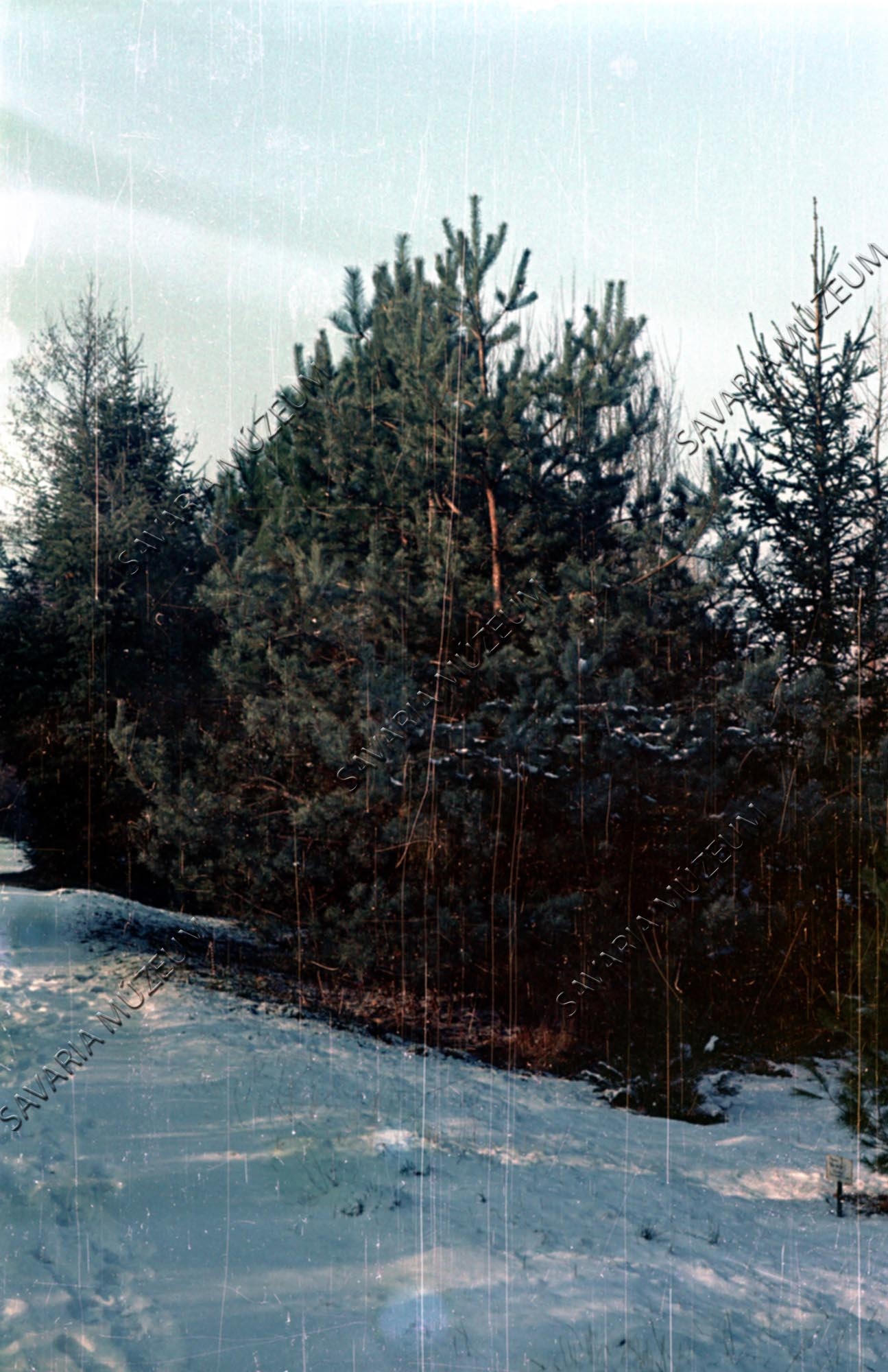 Pinus sylvetris (Savaria Megyei Hatókörű Városi Múzeum, Szombathely CC BY-NC-SA)