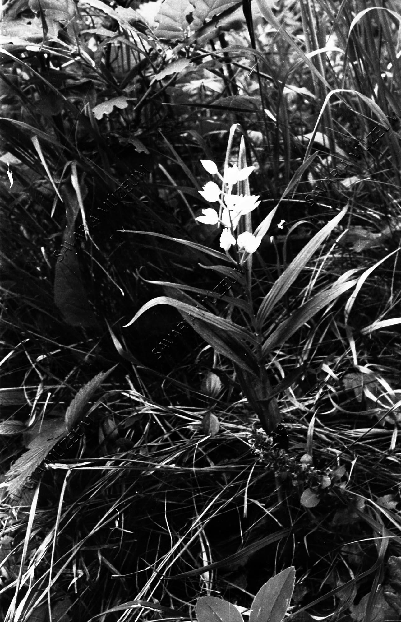 Cephalanthera longifolia (Savaria Megyei Hatókörű Városi Múzeum, Szombathely CC BY-NC-SA)