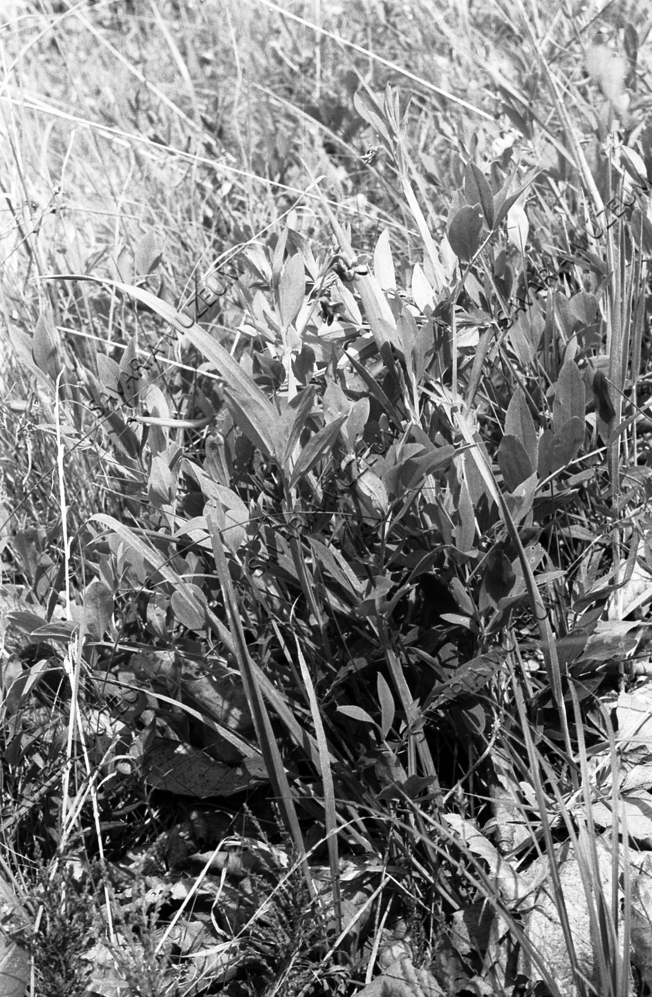 Lathyrus montanus (Savaria Megyei Hatókörű Városi Múzeum, Szombathely CC BY-NC-SA)