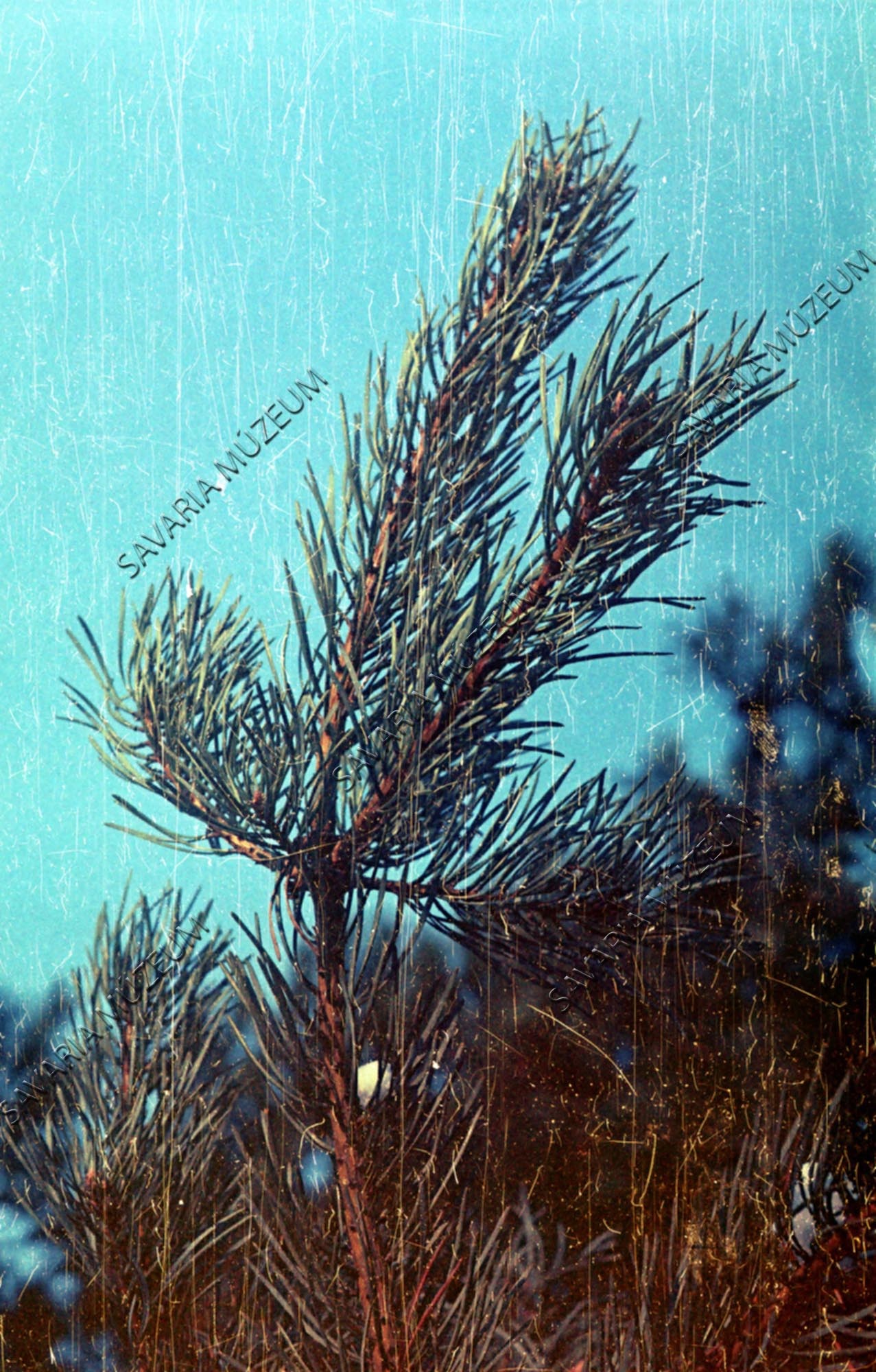 Pinus sylvetris (Savaria Megyei Hatókörű Városi Múzeum, Szombathely CC BY-NC-SA)