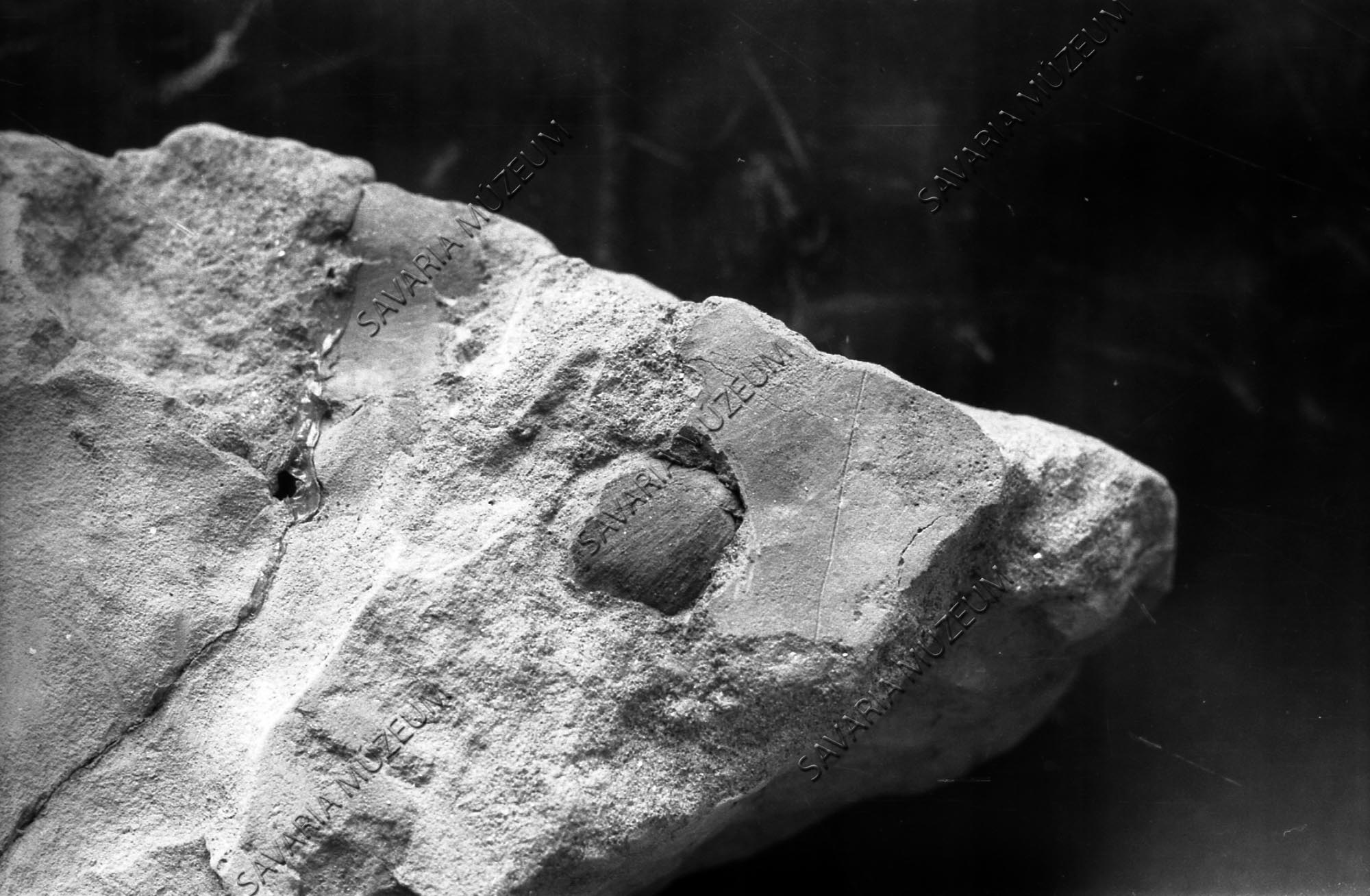Ősnövény lenyomat Sé II.-ből (Savaria Megyei Hatókörű Városi Múzeum, Szombathely CC BY-NC-SA)