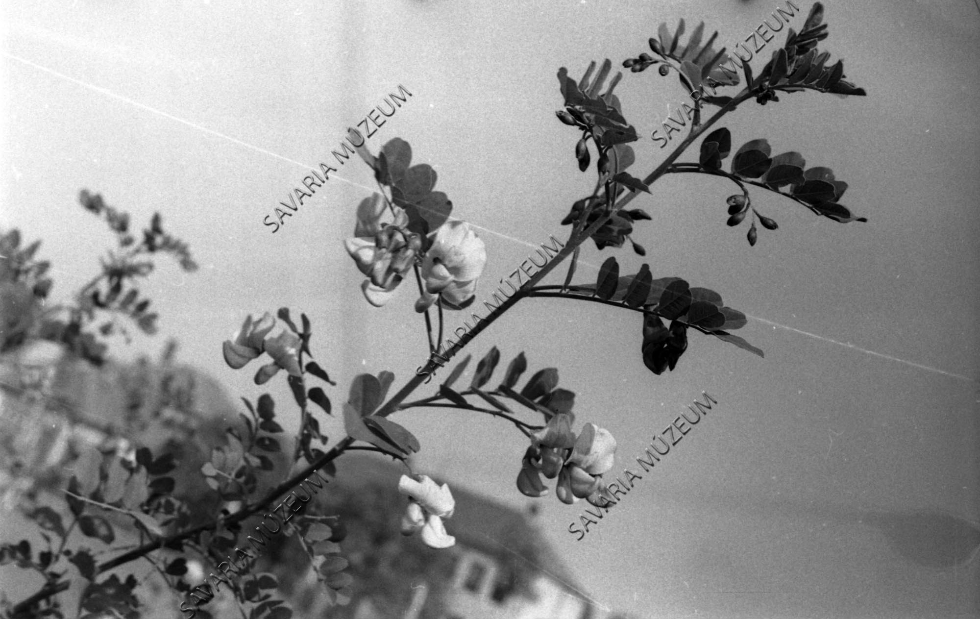 Másodszor virágzó Colutea arborescens (Savaria Megyei Hatókörű Városi Múzeum, Szombathely CC BY-NC-SA)