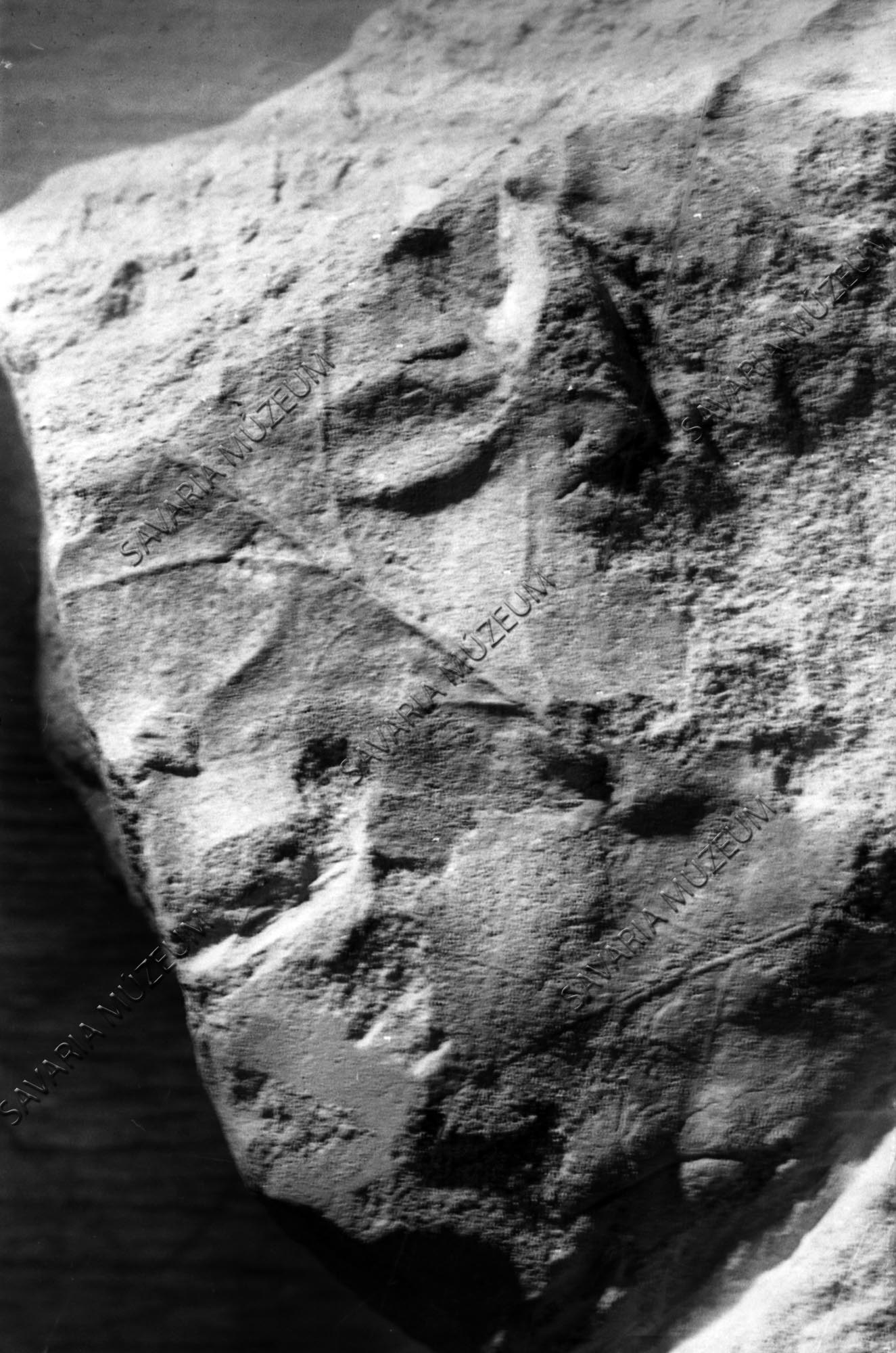 Ősnövény lenyomat Sé II.-ből (Savaria Megyei Hatókörű Városi Múzeum, Szombathely CC BY-NC-SA)