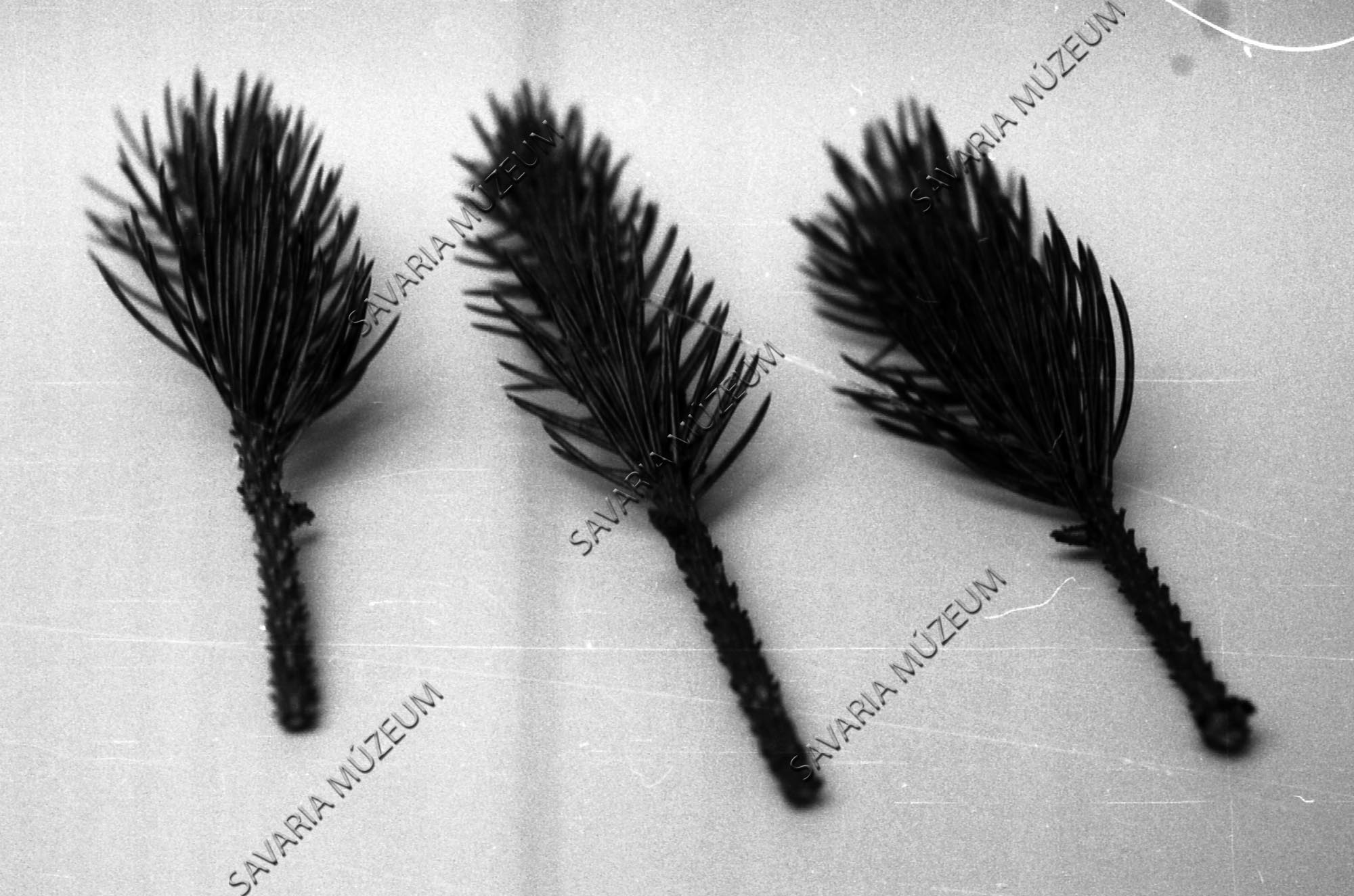 Picea pungens `Koster` oltógallyak (Savaria Megyei Hatókörű Városi Múzeum, Szombathely CC BY-NC-SA)