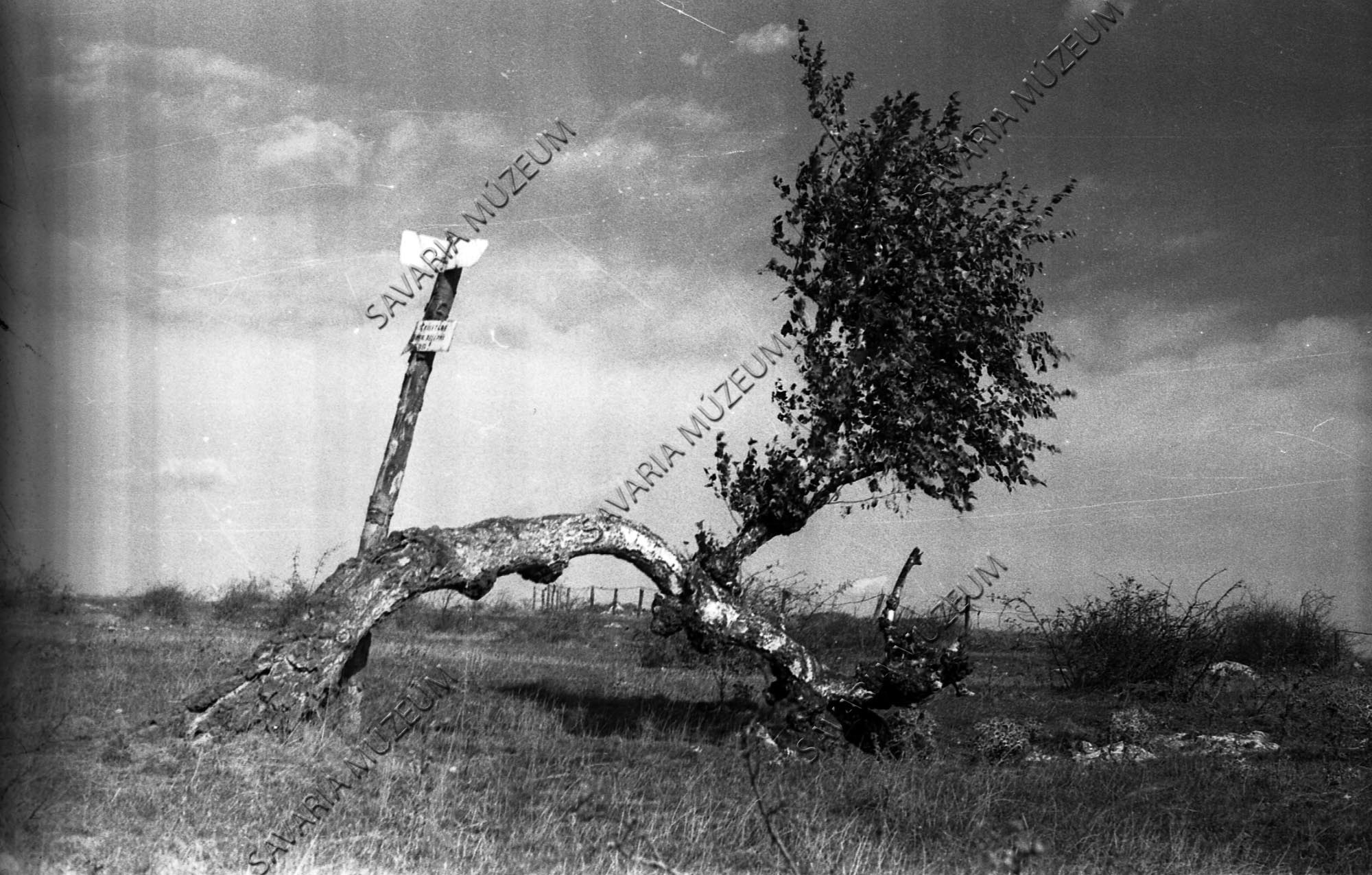 Öreg nyírfa (Savaria Megyei Hatókörű Városi Múzeum, Szombathely CC BY-NC-SA)