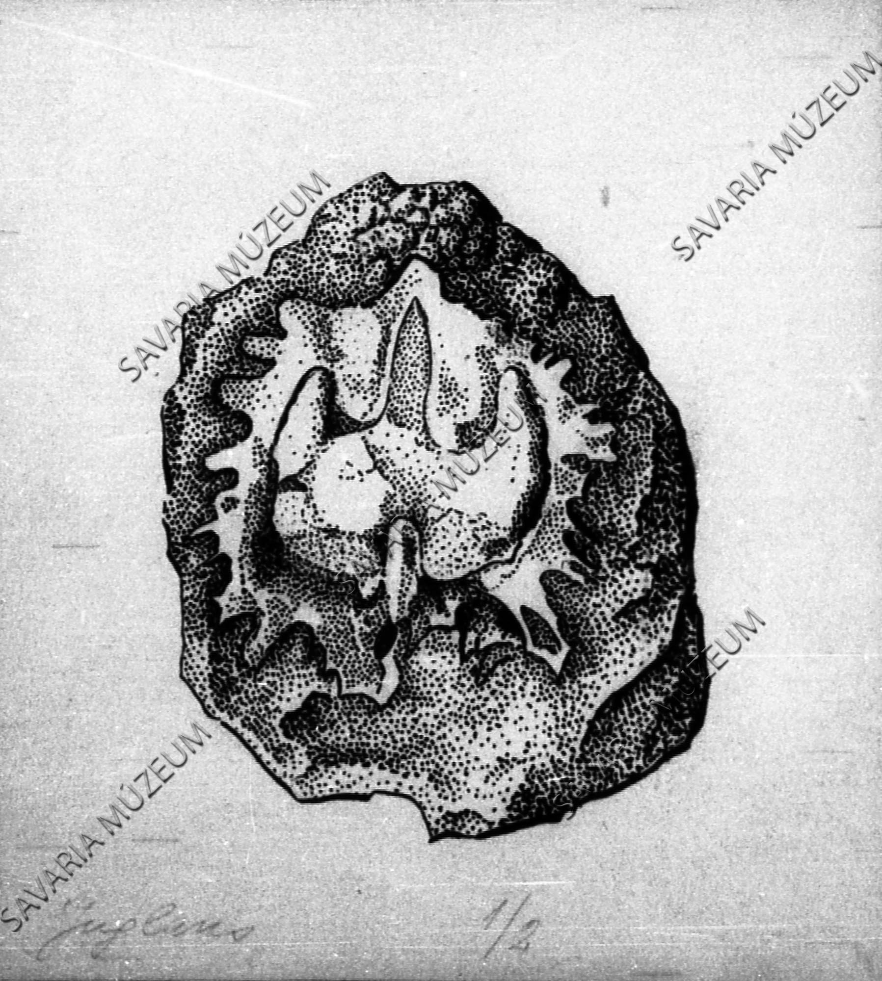 Megyaszói ősnövény rajza: Juglans sp. (Savaria Megyei Hatókörű Városi Múzeum, Szombathely CC BY-NC-SA)