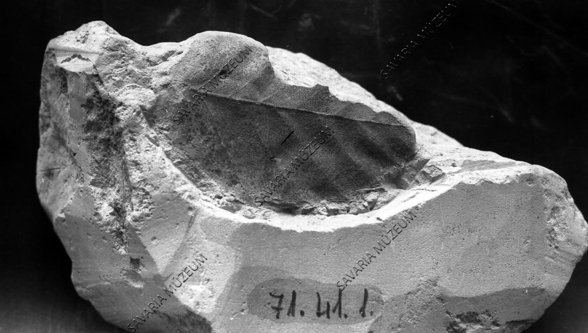 Ősnövény lenyomat Répcevisről (Savaria Megyei Hatókörű Városi Múzeum, Szombathely CC BY-NC-SA)
