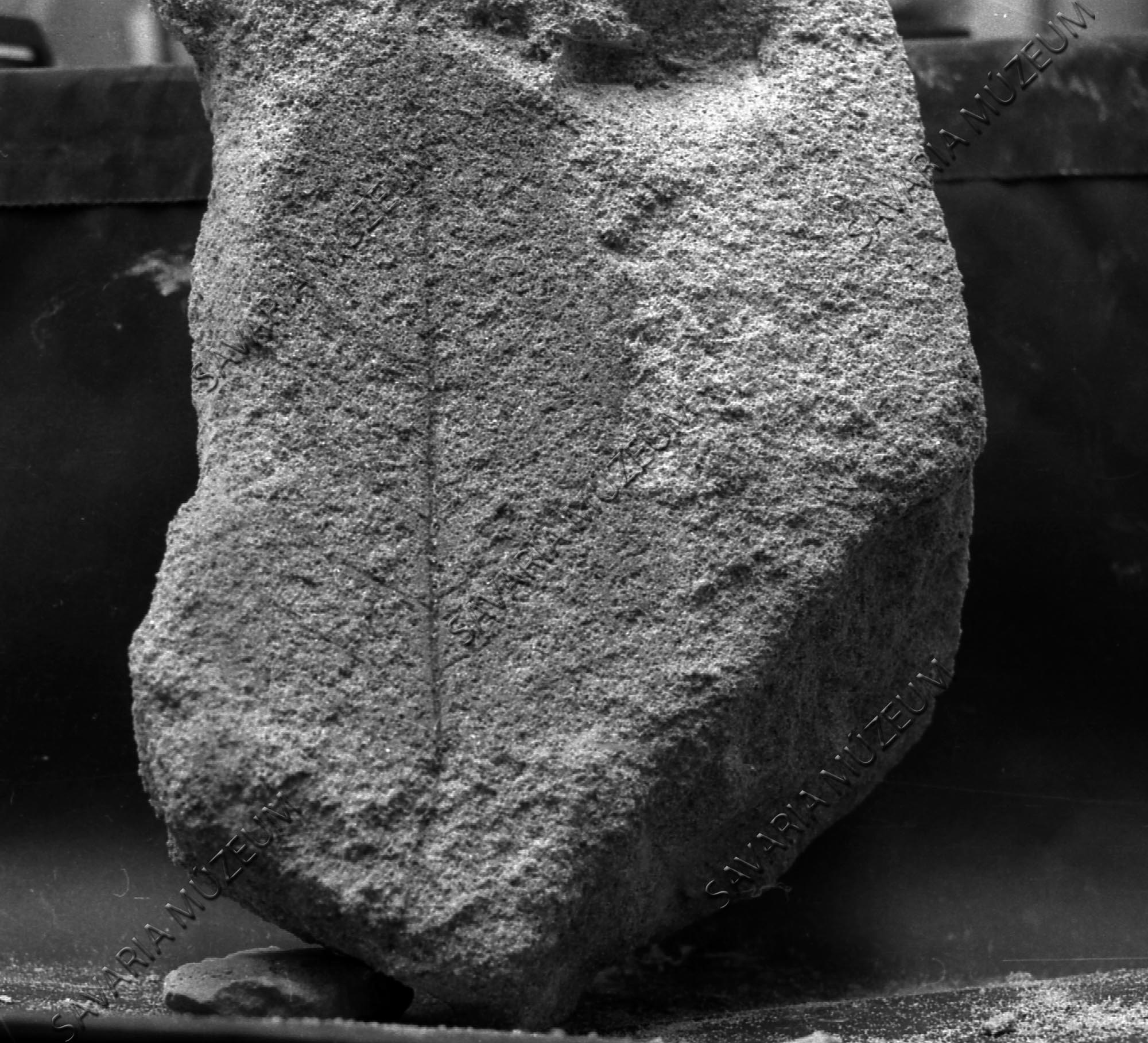 Ősnövény lenyomat Szombathely, Homok úti homokbánya (Savaria Megyei Hatókörű Városi Múzeum, Szombathely CC BY-NC-SA)