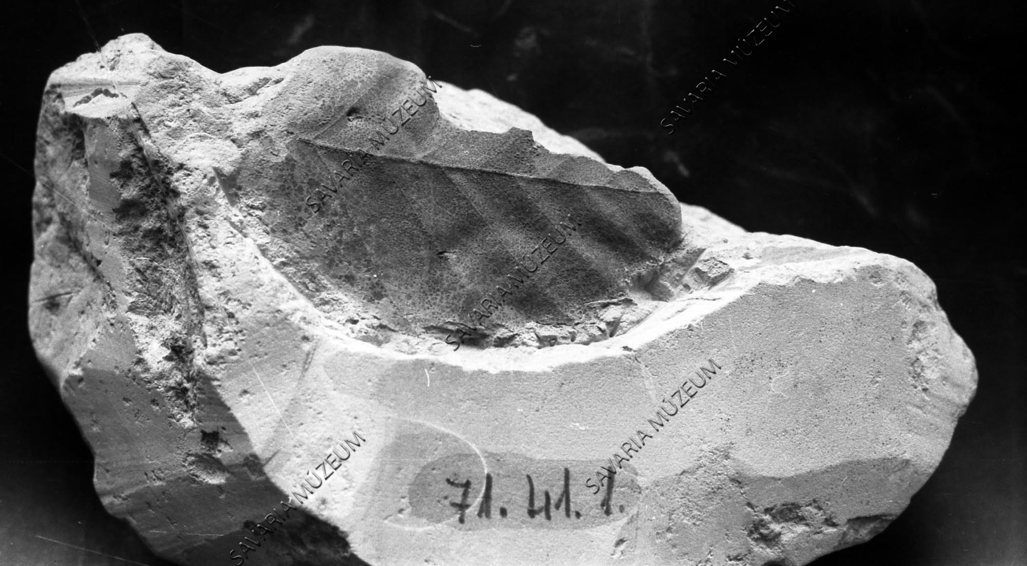 Ősnövény lenyomat Répcevisről (Savaria Megyei Hatókörű Városi Múzeum, Szombathely CC BY-NC-SA)