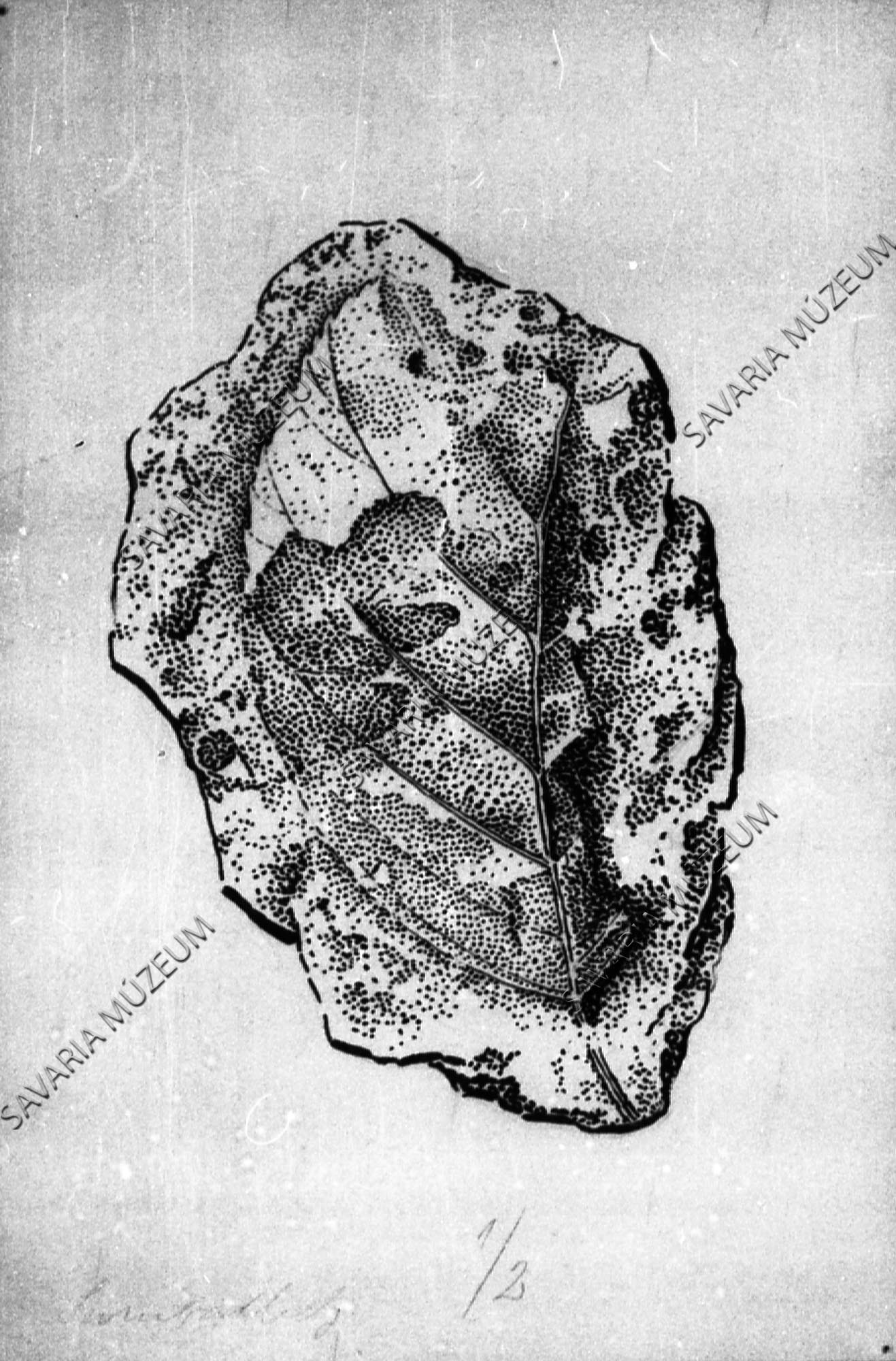 Megyaszói ősnövény rajza: Sorbus sp. (Savaria Megyei Hatókörű Városi Múzeum, Szombathely CC BY-NC-SA)
