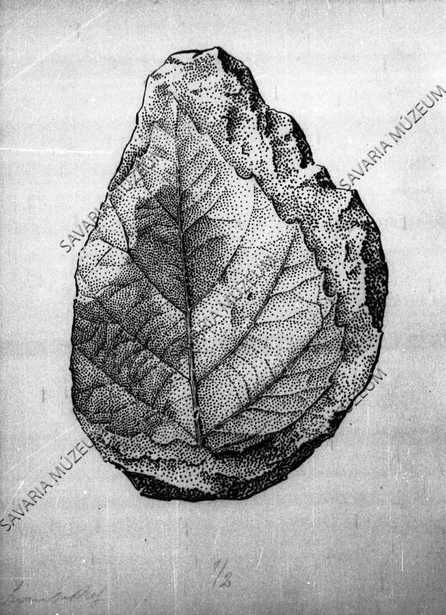 Megyaszói ősnövény rajza (Savaria Megyei Hatókörű Városi Múzeum, Szombathely CC BY-NC-SA)