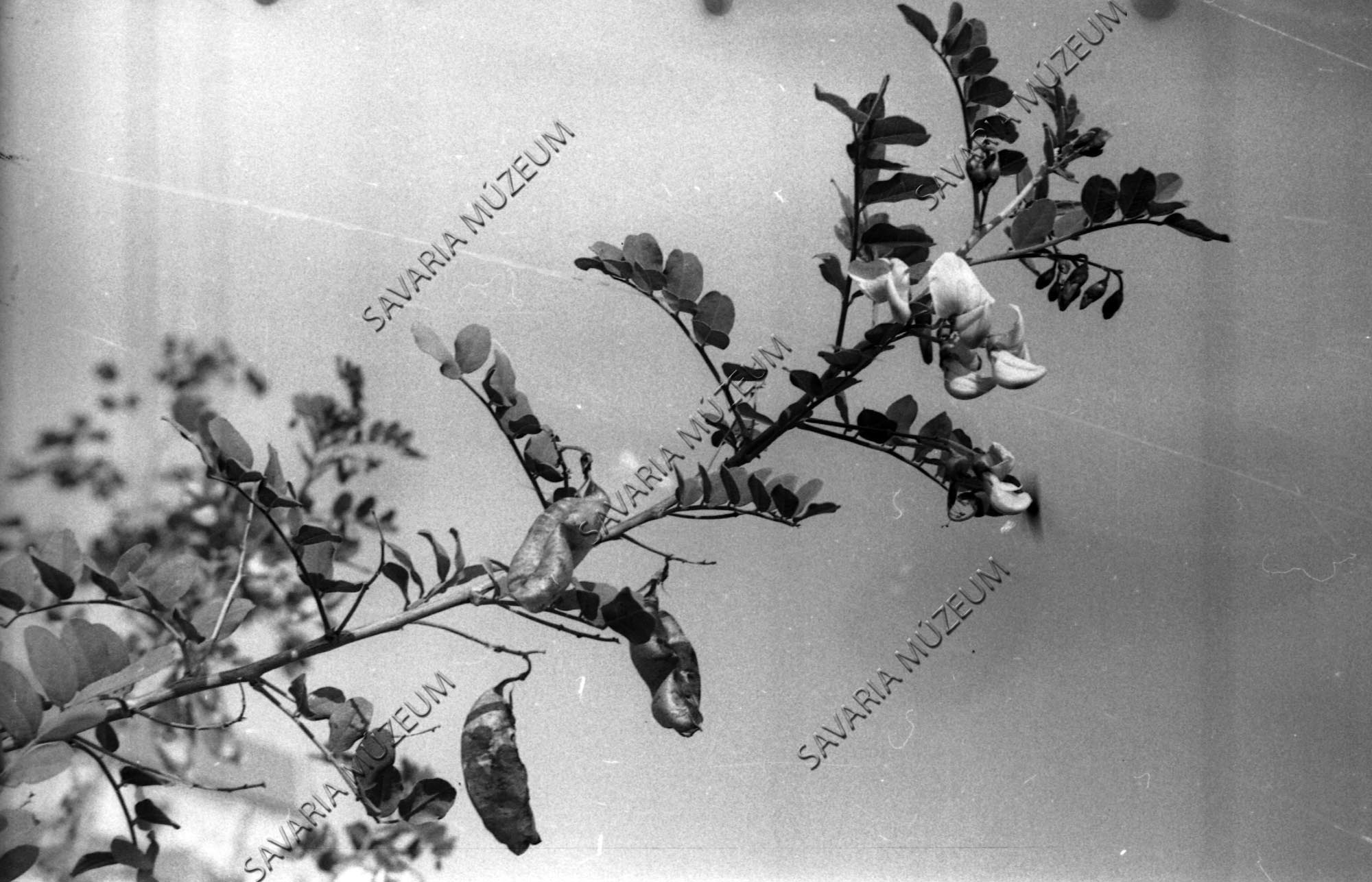 Másodszor virágzó Colutea arborescens (Savaria Megyei Hatókörű Városi Múzeum, Szombathely CC BY-NC-SA)