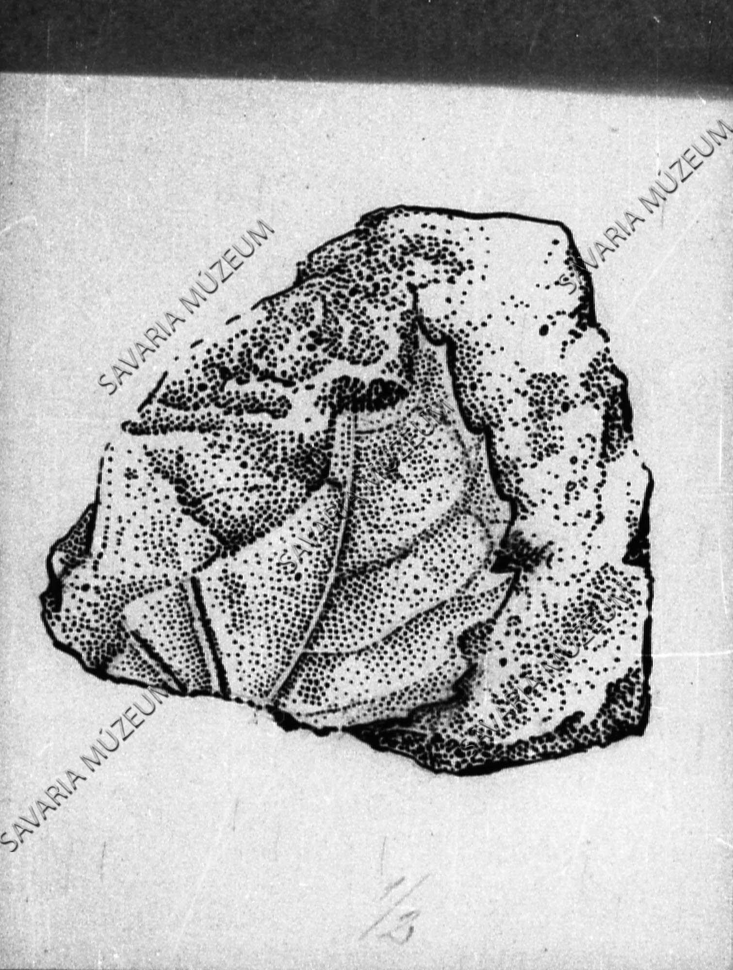 Megyaszói ősnövény rajza: Populus sp. (Savaria Megyei Hatókörű Városi Múzeum, Szombathely CC BY-NC-SA)