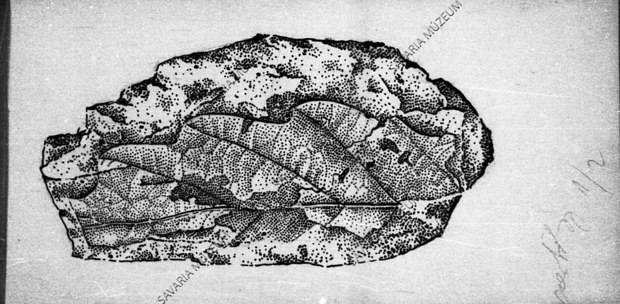 Megyaszói ősnövény rajza: Quercus cfr. cerris (Savaria Megyei Hatókörű Városi Múzeum, Szombathely CC BY-NC-SA)