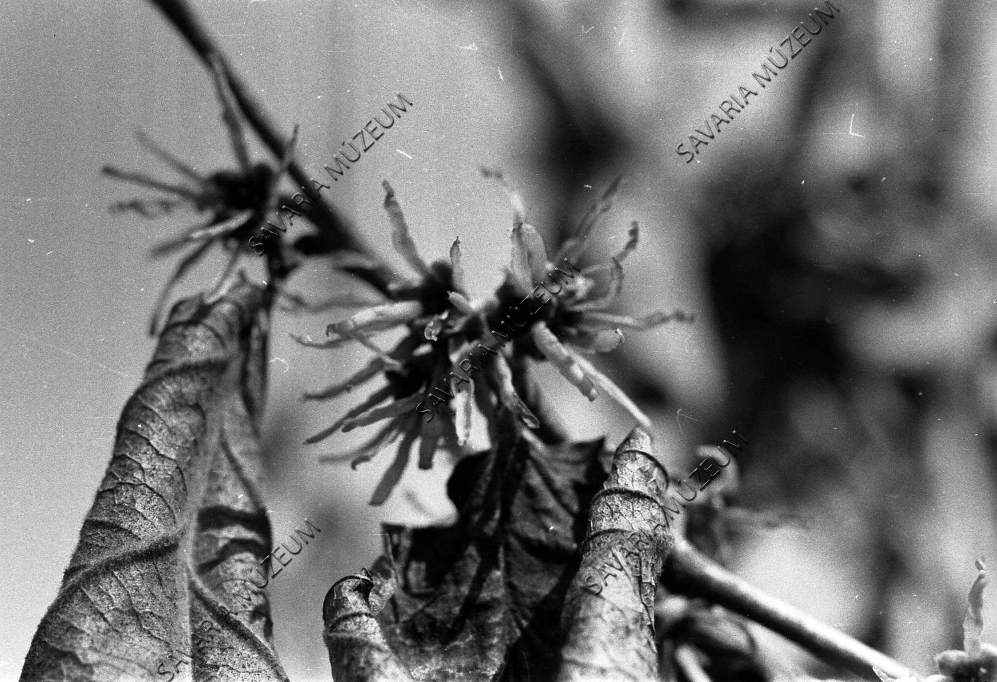 Hamamelis virágos ág (Savaria Megyei Hatókörű Városi Múzeum, Szombathely CC BY-NC-SA)