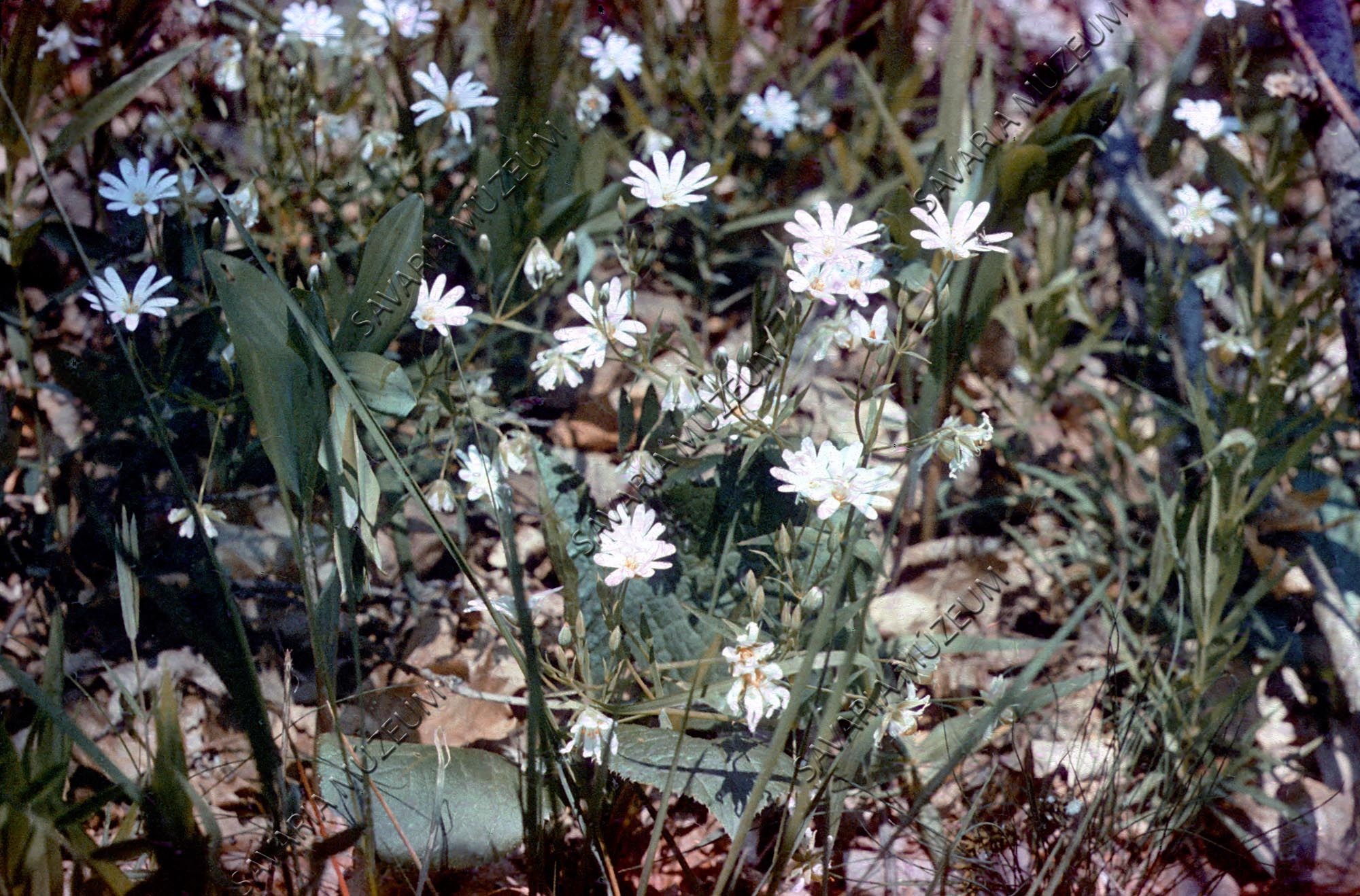 Stellaria holostea (Savaria Megyei Hatókörű Városi Múzeum, Szombathely CC BY-NC-SA)