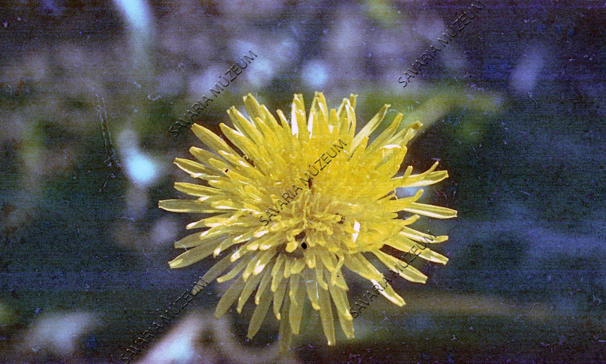 Taraxacum officinale (Savaria Megyei Hatókörű Városi Múzeum, Szombathely CC BY-NC-SA)