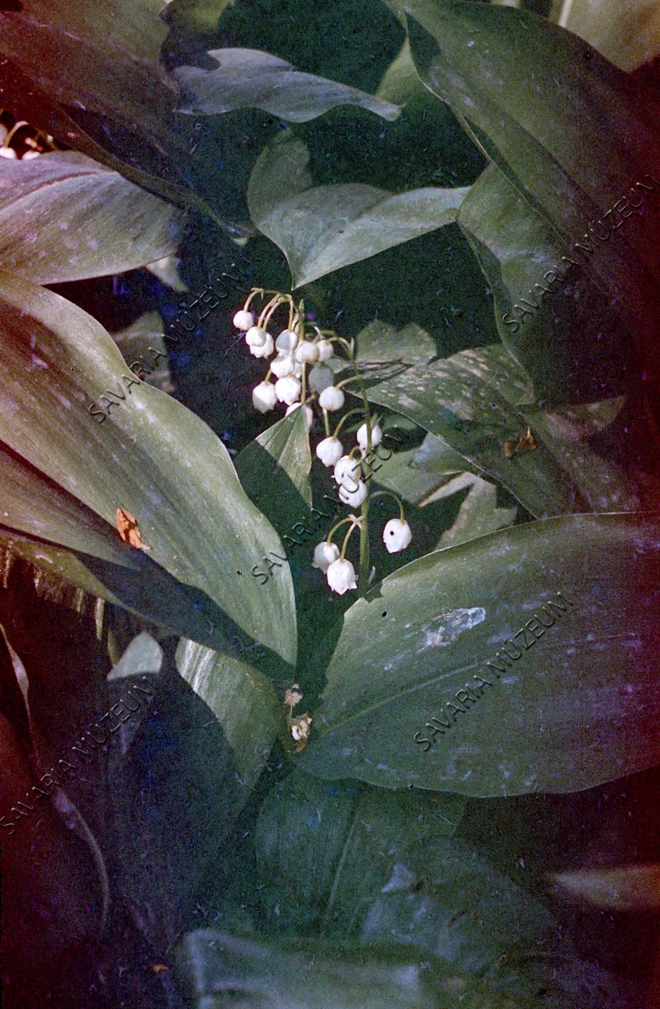 Convallaria majalis (Savaria Megyei Hatókörű Városi Múzeum, Szombathely CC BY-NC-SA)