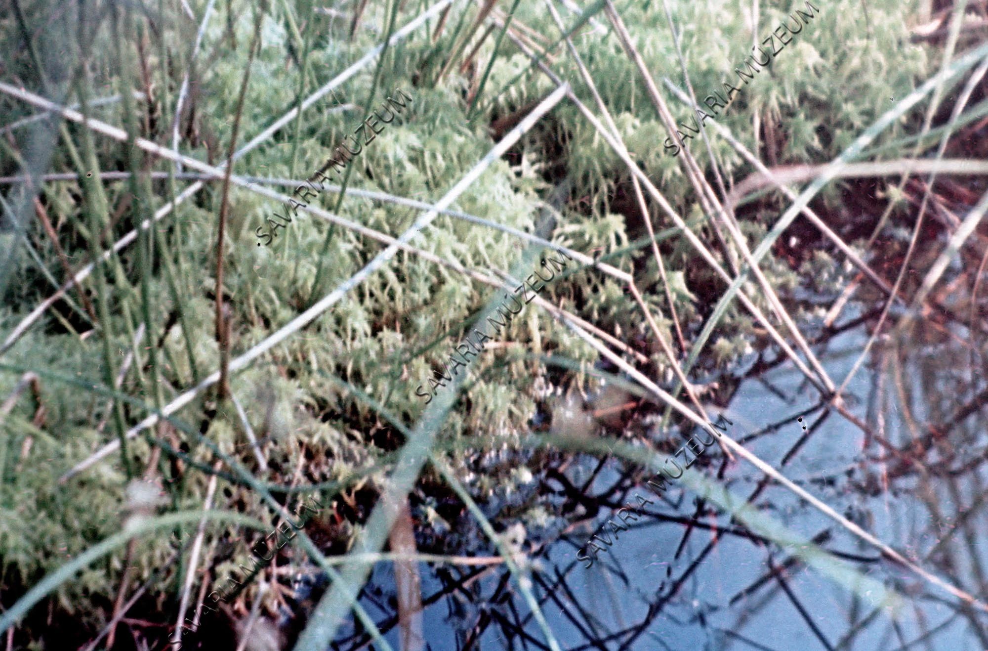 Sphagnum állomány a Fekete-tóval (Savaria Megyei Hatókörű Városi Múzeum, Szombathely CC BY-NC-SA)