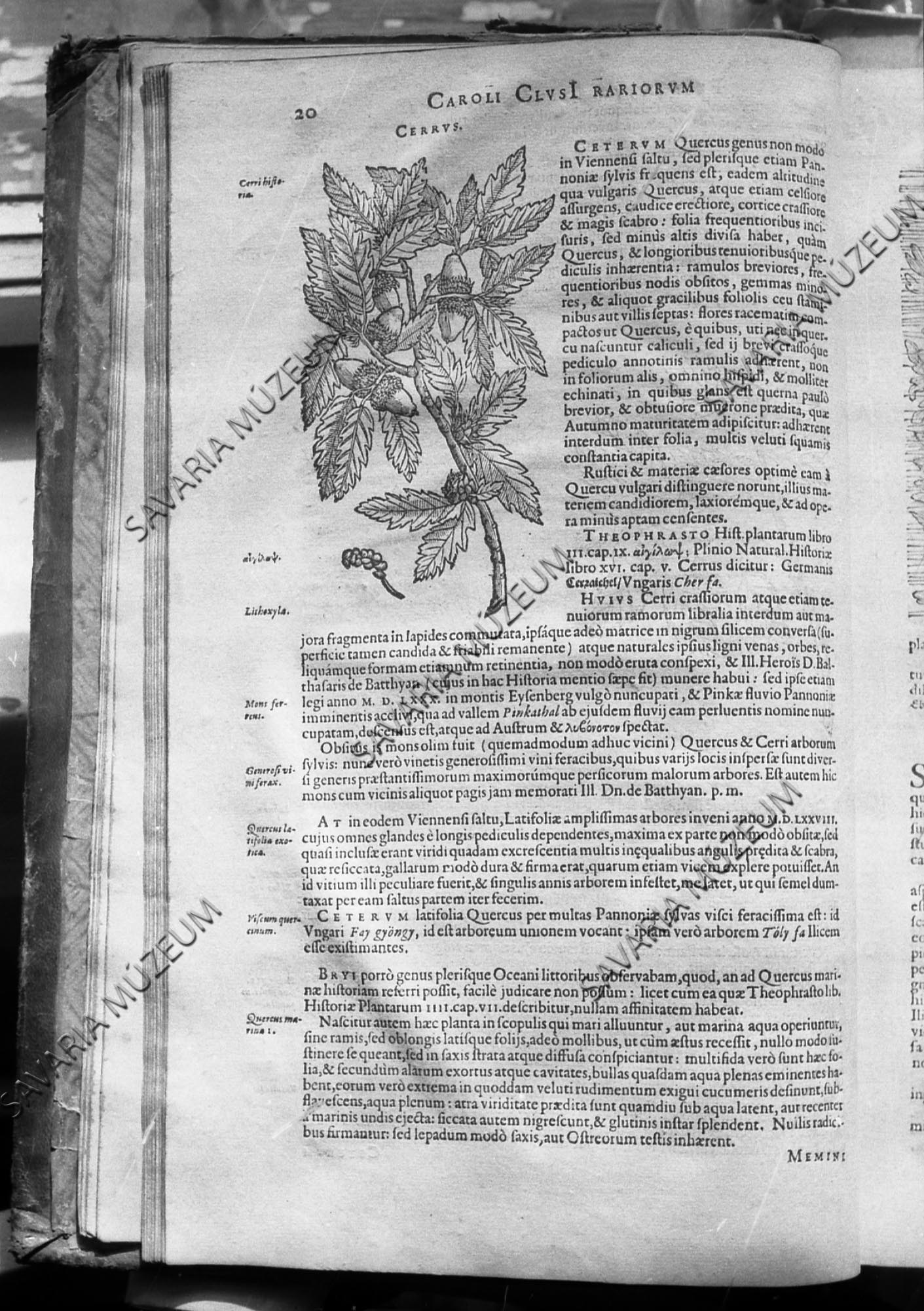 Clusius: Rariorum plantarum historia (Savaria Megyei Hatókörű Városi Múzeum, Szombathely CC BY-NC-SA)