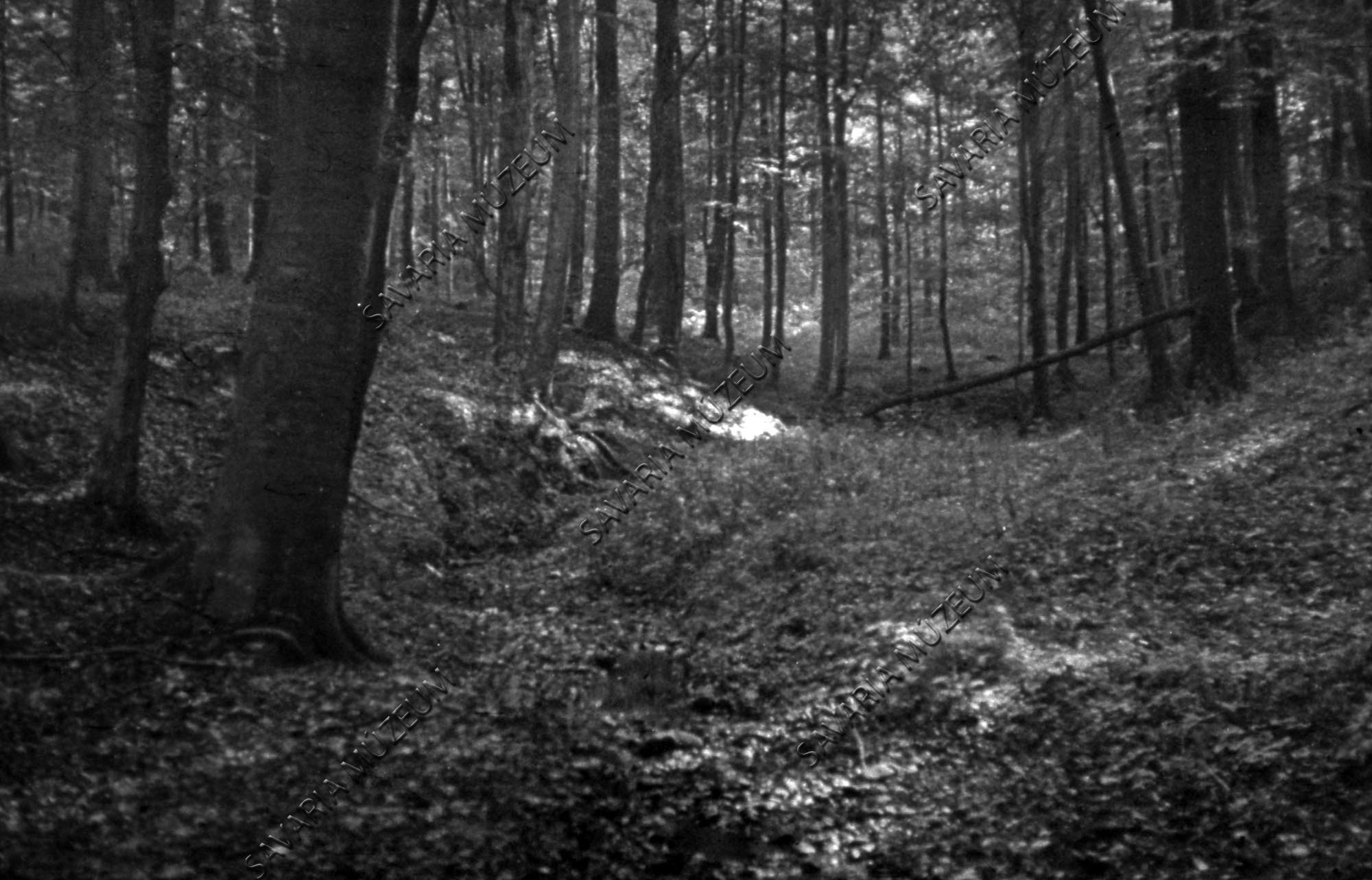 Kovásodott fa lelőhelye Hárskút Reé erdőben (Savaria Megyei Hatókörű Városi Múzeum, Szombathely CC BY-NC-SA)