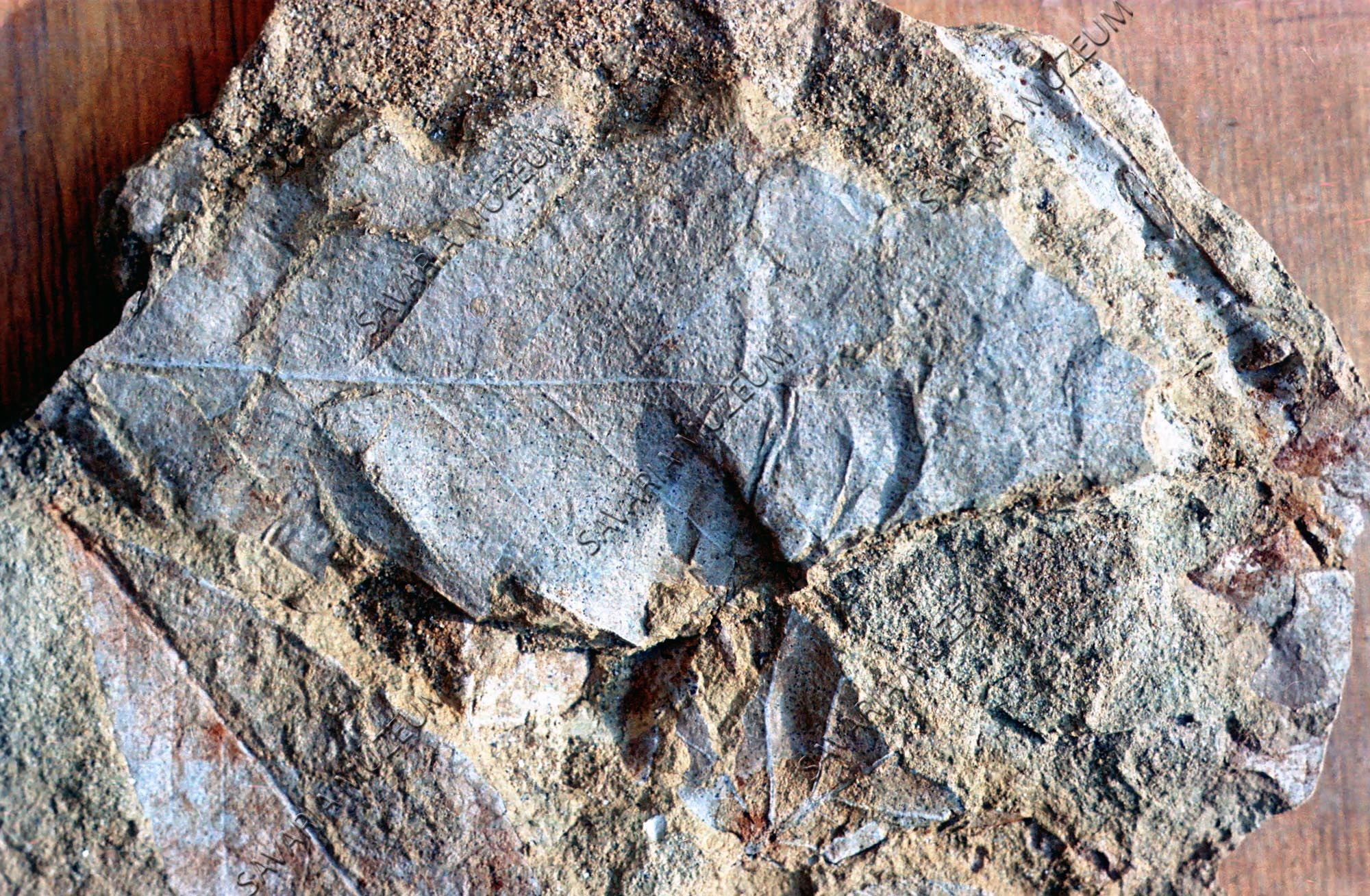 Levéllenyomat Hosszúperesztegről (Savaria Megyei Hatókörű Városi Múzeum, Szombathely CC BY-NC-SA)