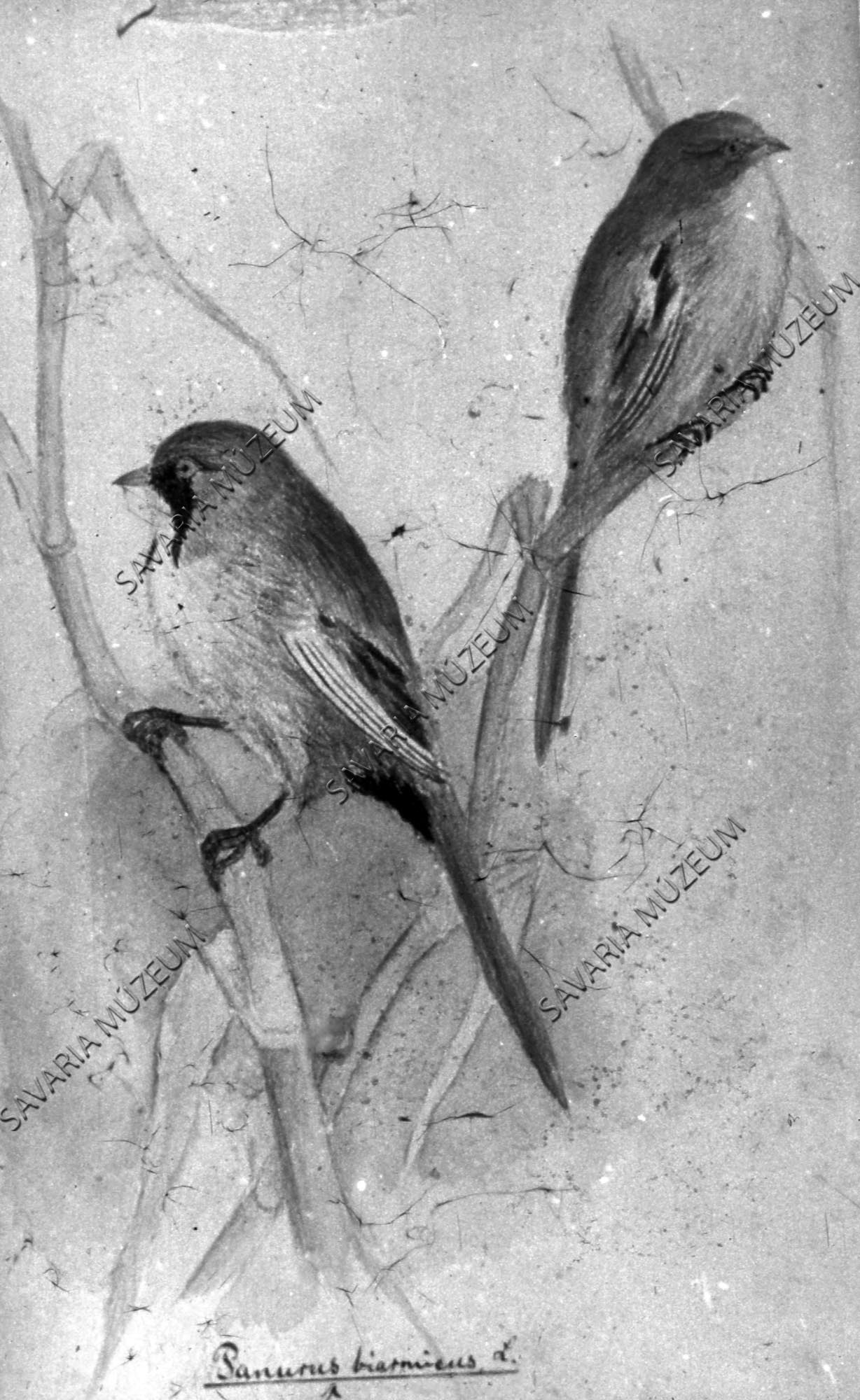 Chernel István rajza: Panurus biarnicus L. (Savaria Megyei Hatókörű Városi Múzeum, Szombathely CC BY-NC-SA)