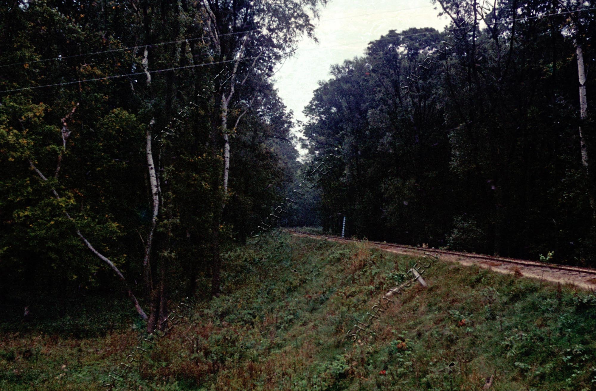 Kisvasút a Gemenci erdőben (Savaria Megyei Hatókörű Városi Múzeum, Szombathely CC BY-NC-SA)