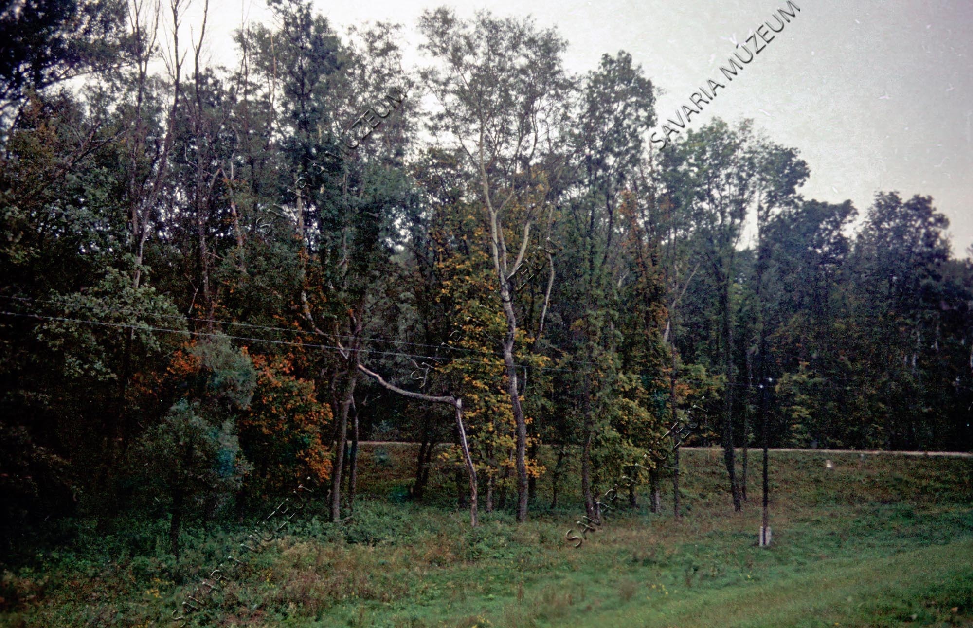Erdő részlet Gemenc (Savaria Megyei Hatókörű Városi Múzeum, Szombathely CC BY-NC-SA)