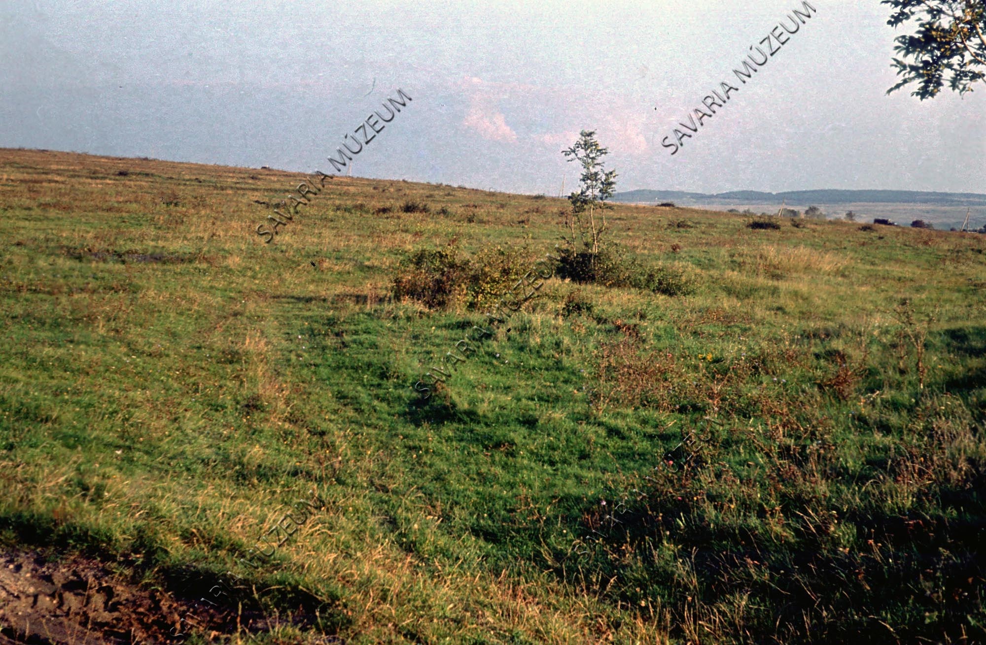 Kovásodott fa lelőhelye (Savaria Megyei Hatókörű Városi Múzeum, Szombathely CC BY-NC-SA)