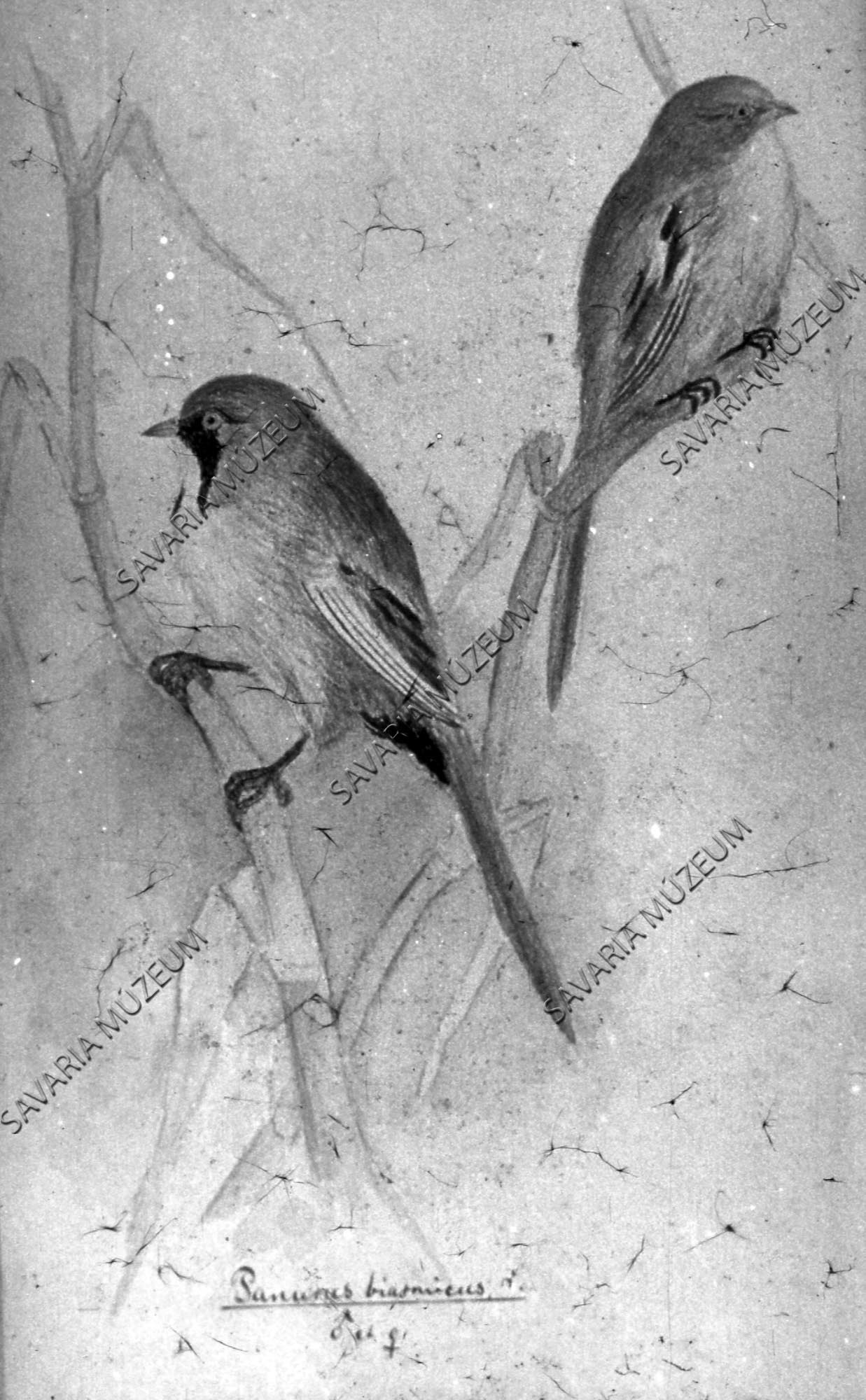 Chernel István rajza: Panurus biarnicus L. (Savaria Megyei Hatókörű Városi Múzeum, Szombathely CC BY-NC-SA)