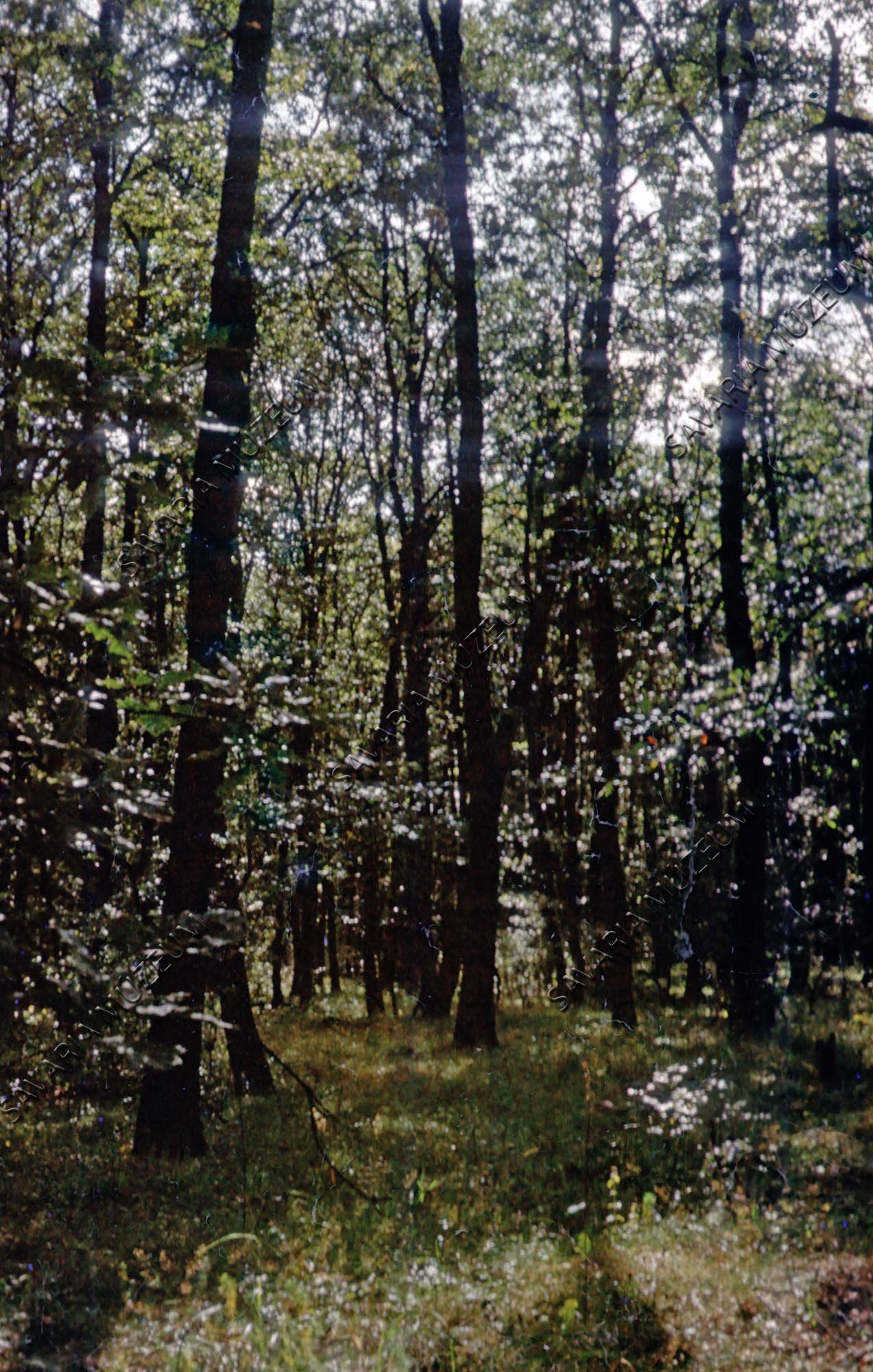Erdő részlet a Bakonyban (Savaria Megyei Hatókörű Városi Múzeum, Szombathely CC BY-NC-SA)