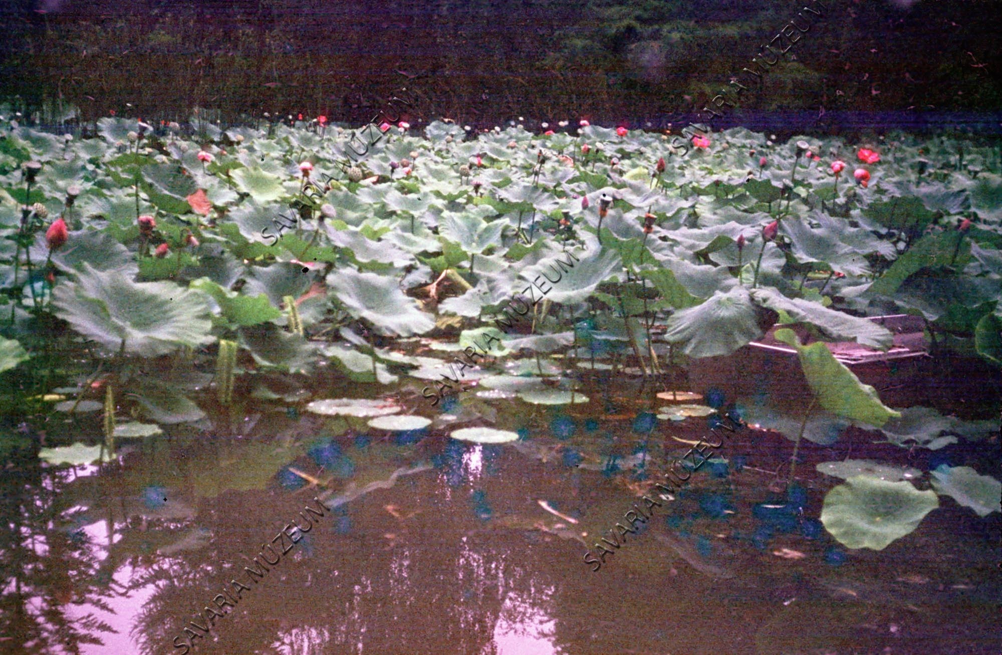 Indiai lotusz (Savaria Megyei Hatókörű Városi Múzeum, Szombathely CC BY-NC-SA)