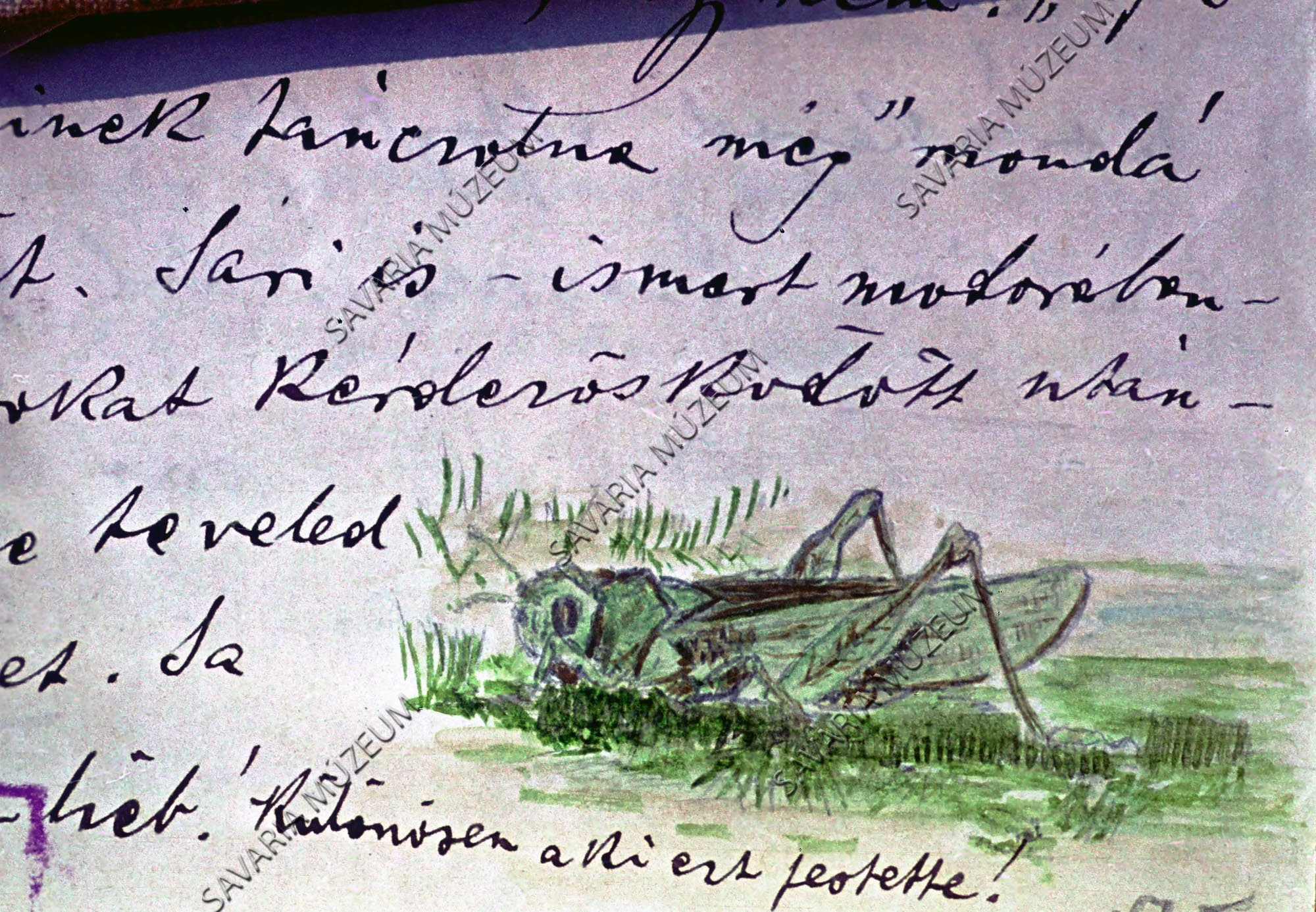Chernel-aquarel: Zöld szöcske (Savaria Megyei Hatókörű Városi Múzeum, Szombathely CC BY-NC-SA)