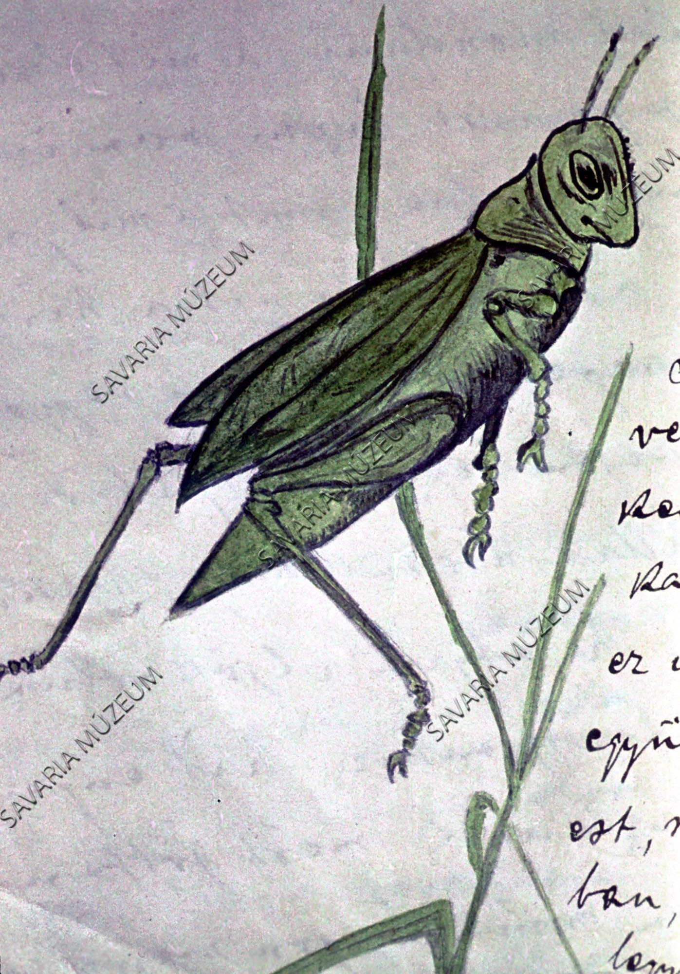 Chernel-aquarel: Zöld szöcske (Savaria Megyei Hatókörű Városi Múzeum, Szombathely CC BY-NC-SA)