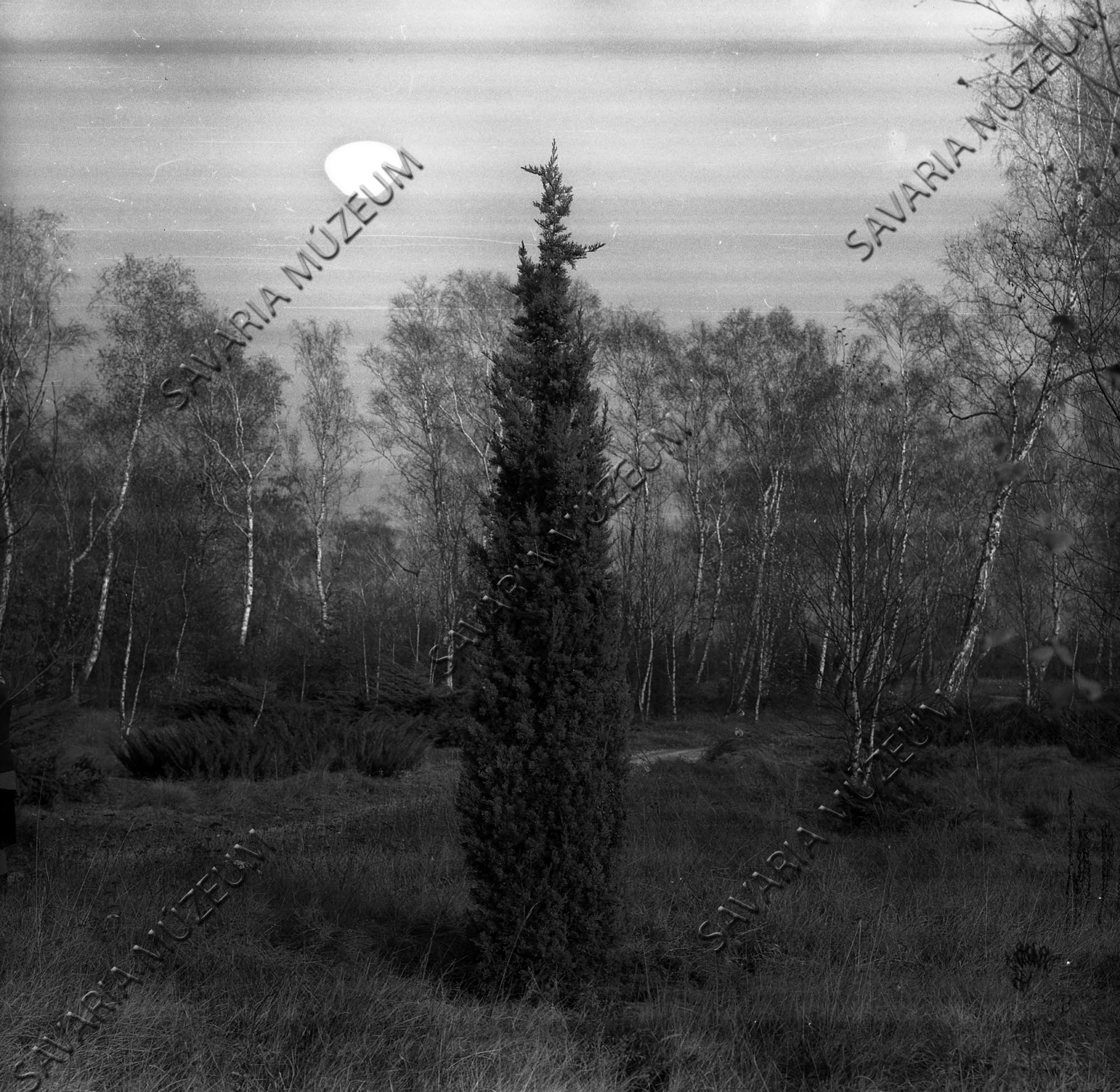 Juniperus communis `Stricta` (Savaria Megyei Hatókörű Városi Múzeum, Szombathely CC BY-NC-SA)