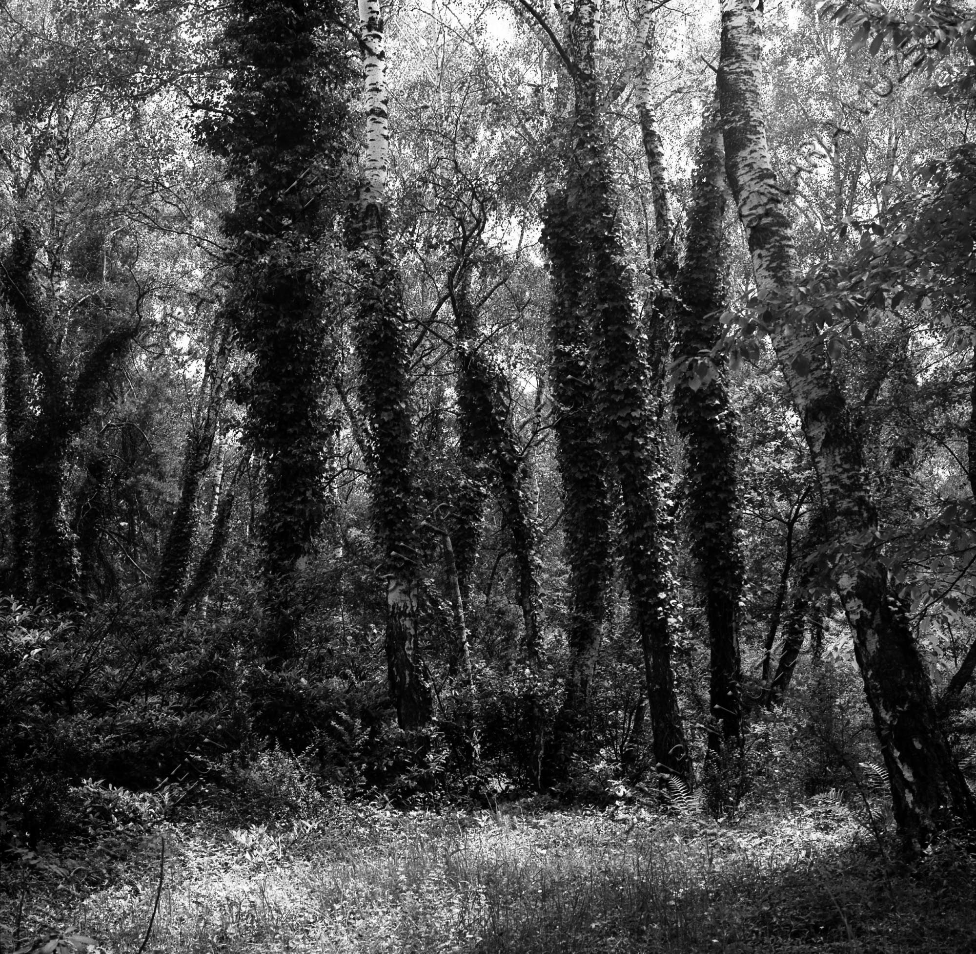 Borostyán a fán (Savaria Megyei Hatókörű Városi Múzeum, Szombathely CC BY-NC-SA)