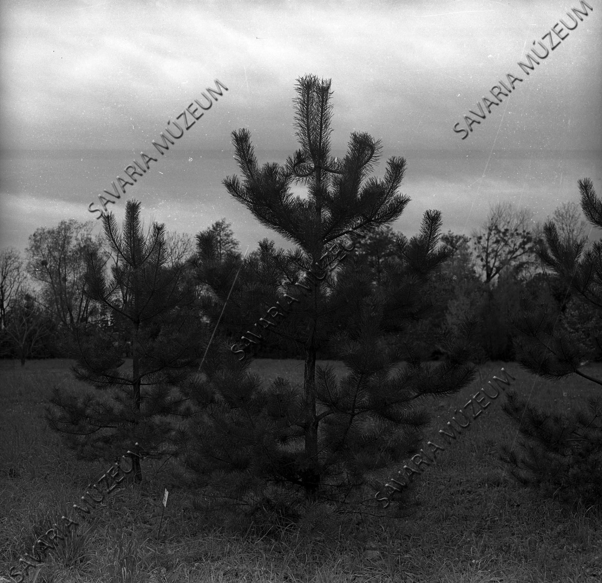 Pinus nigra x silvestris hibrid (Savaria Megyei Hatókörű Városi Múzeum, Szombathely CC BY-NC-SA)