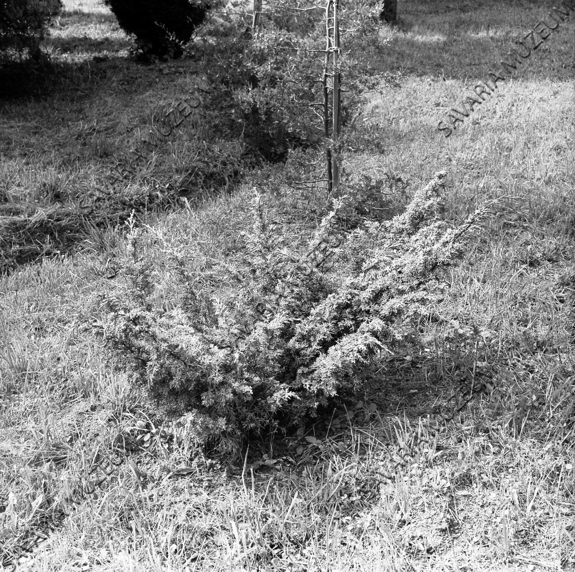 Juniperus chinensis, Pfitzeriana glauca (Savaria Megyei Hatókörű Városi Múzeum, Szombathely CC BY-NC-SA)